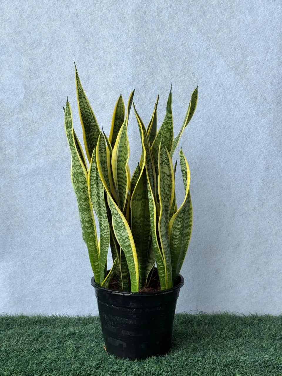 Snake Plant