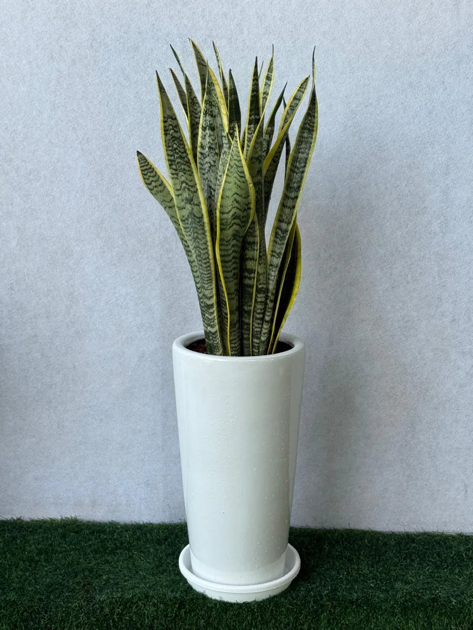 Snake Plant - Tall Ceramic Pot