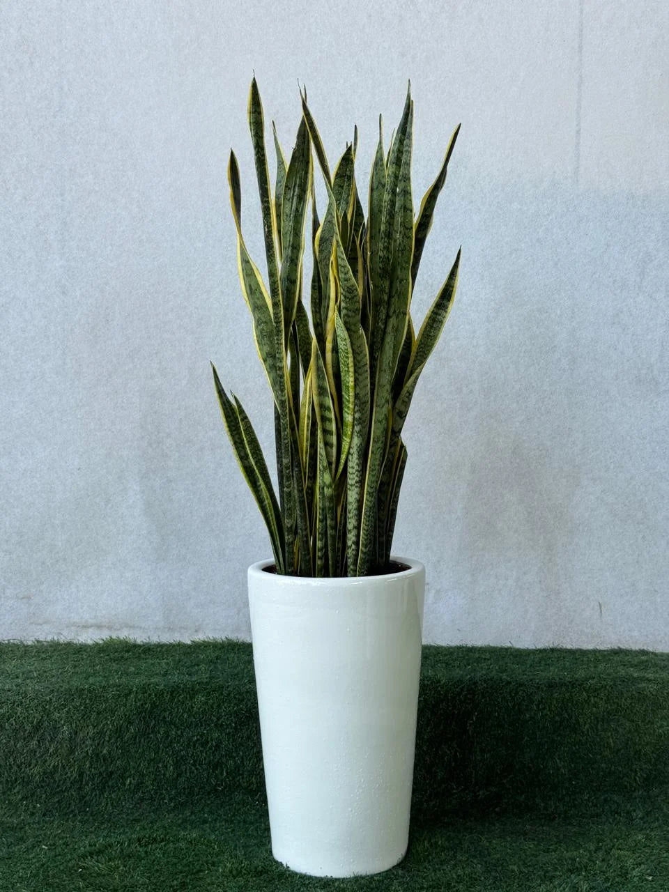 Snake Plant Bushy - Tall White Pot