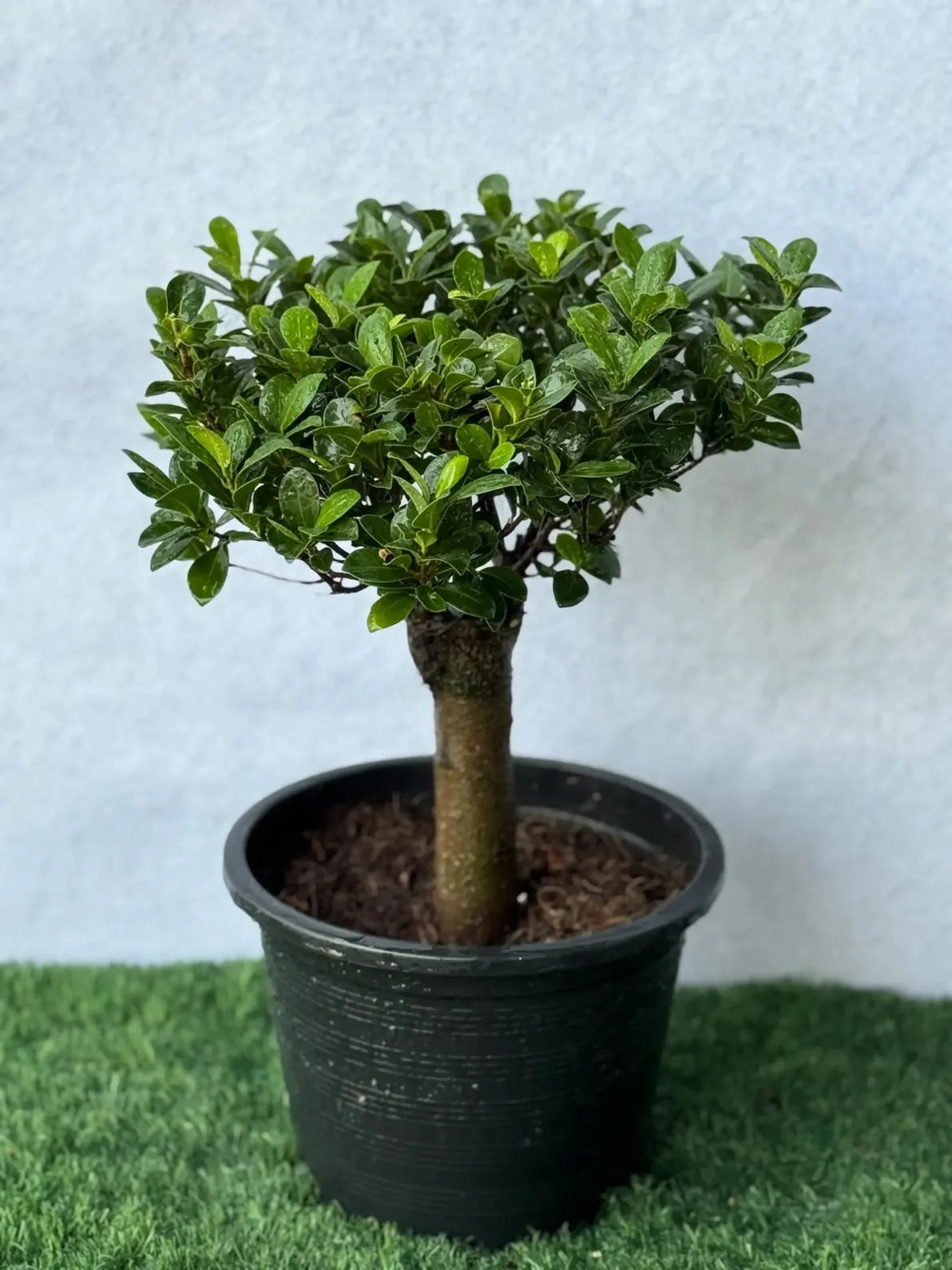 Classic Straight Trunk Mini Bonsai, timeless symbol of stability for indoor spaces in Dubai.