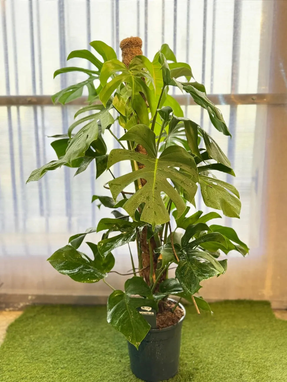 Iconic Swiss Cheese Plant (Monstera) with signature split leaves, tropical indoor plant for modern interiors in Dubai.