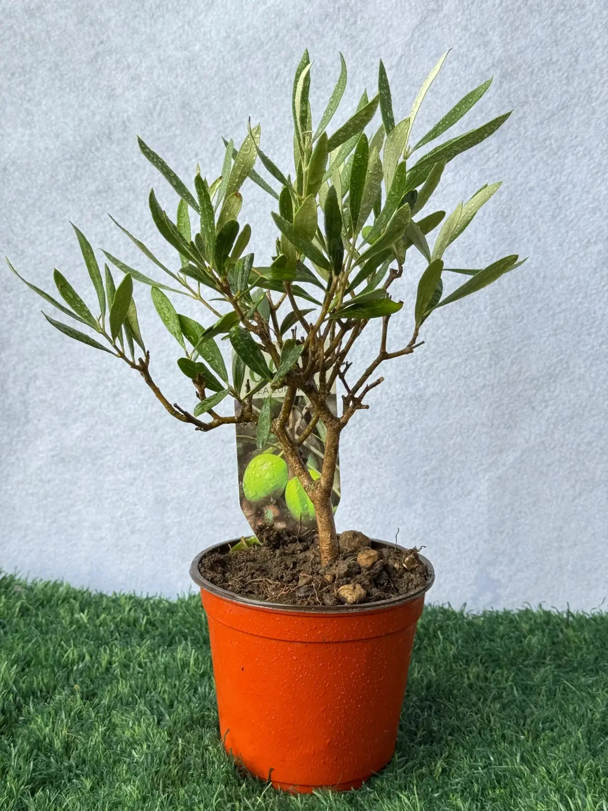 Table Top Olive Plant, compact and stylish Mediterranean desk decor for homes in Dubai.