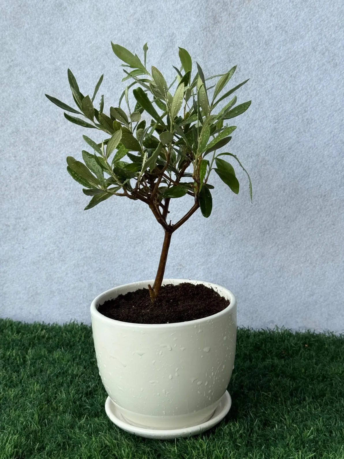 Small Olive Plant with silvery-green leaves, perfect timeless desk plant for shelves and coffee tables in the UAE.