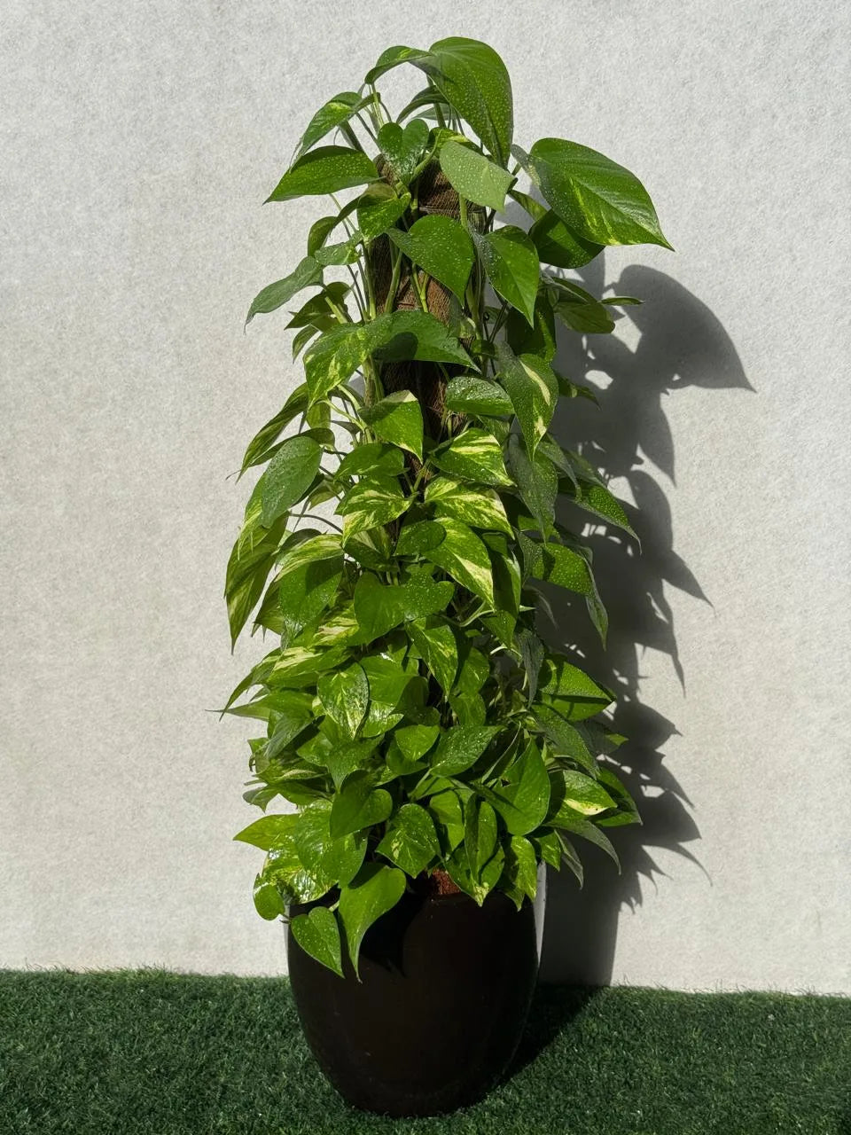 Tall Golden Money Plant - Ceramic Pot