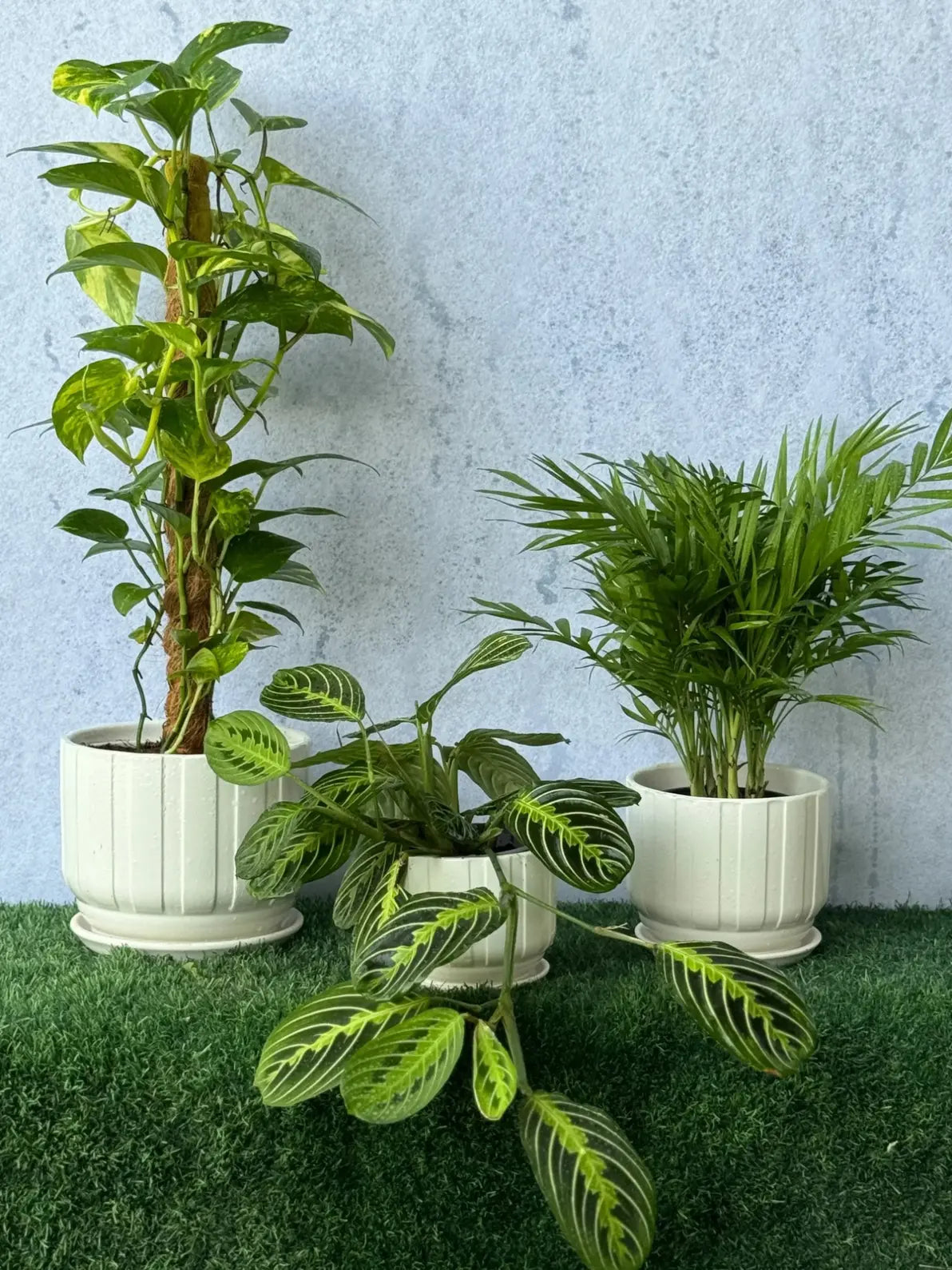 Tropical Green Trio Easy Care Bundle: Money Plant, Maranta, and Chamaedorea for modern decor in Dubai.