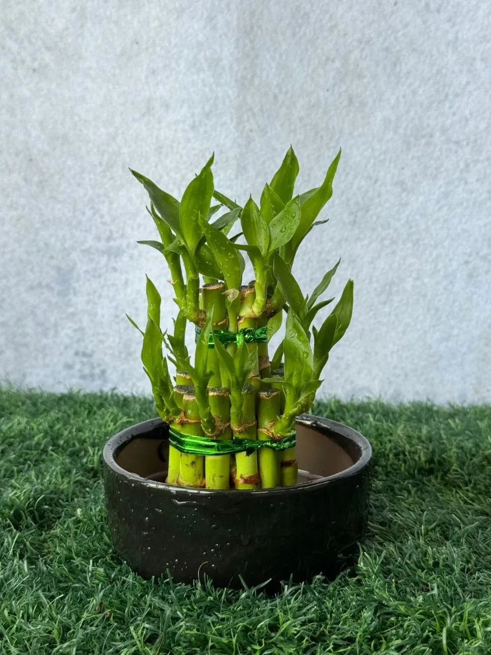 Minimalist Lucky Bamboo 5-Step plant in water, bringing positive energy and prosperity, ideal Feng Shui gift