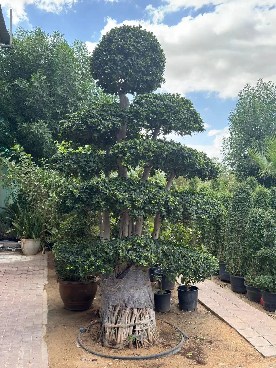 XL Giant Ficus Bonsai Tree