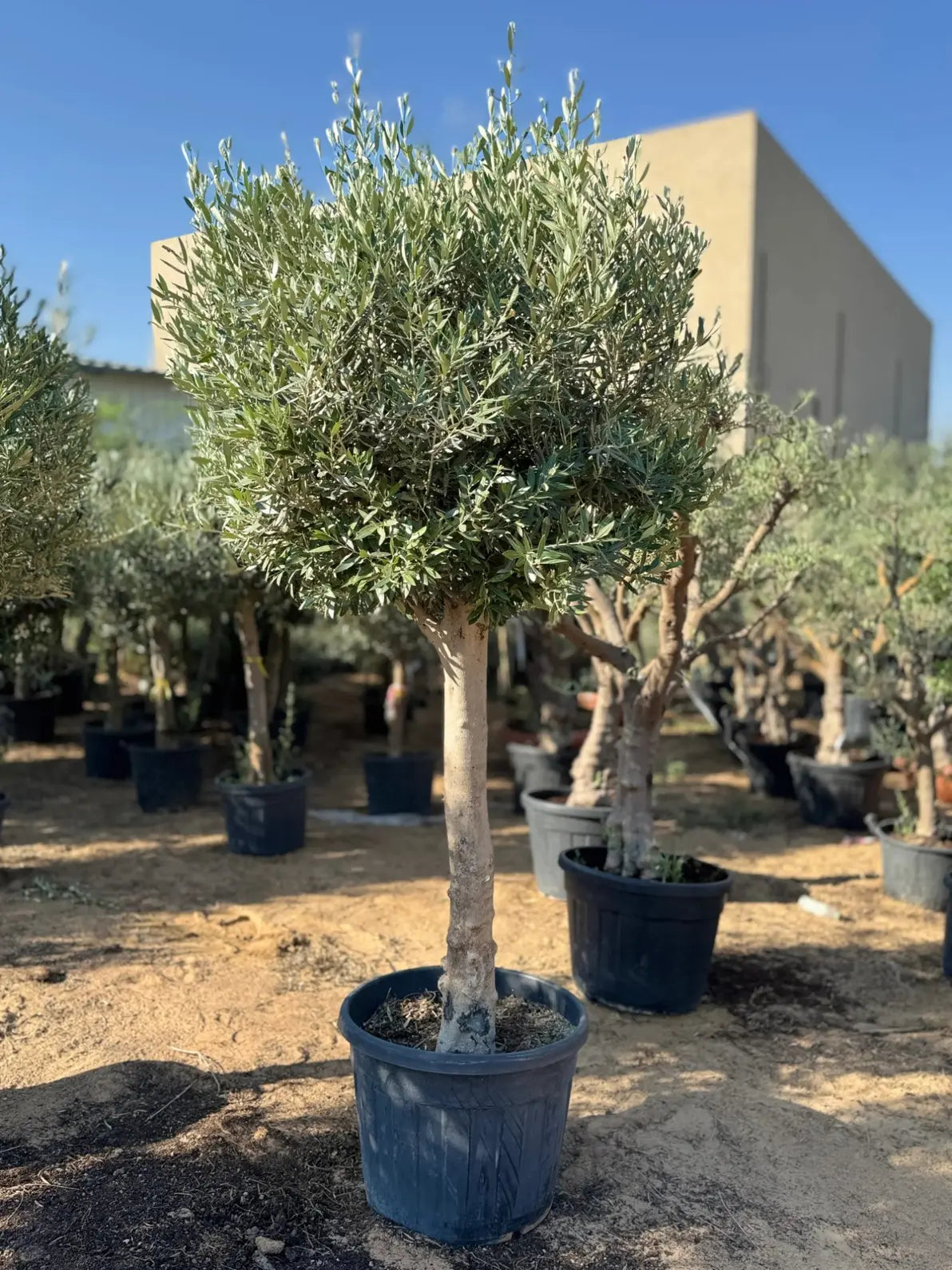 Majestic 2M Olive Tree, a structural, drought-tolerant outdoor tree perfect for landscaping and gardens in Dubai.