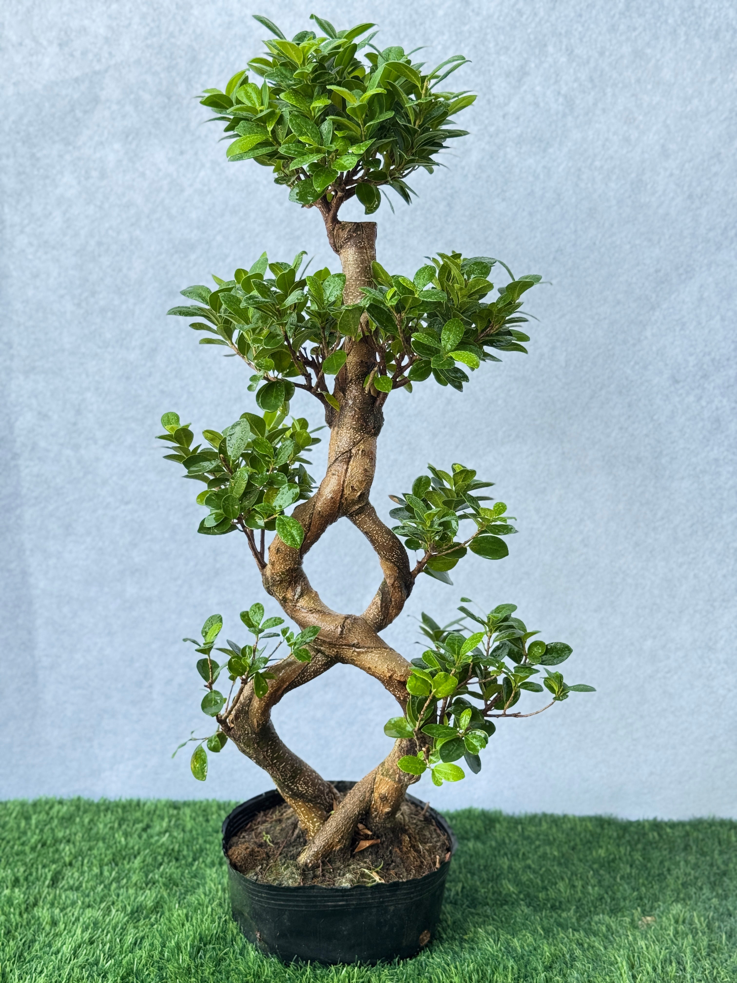 8 Shape Bonsai