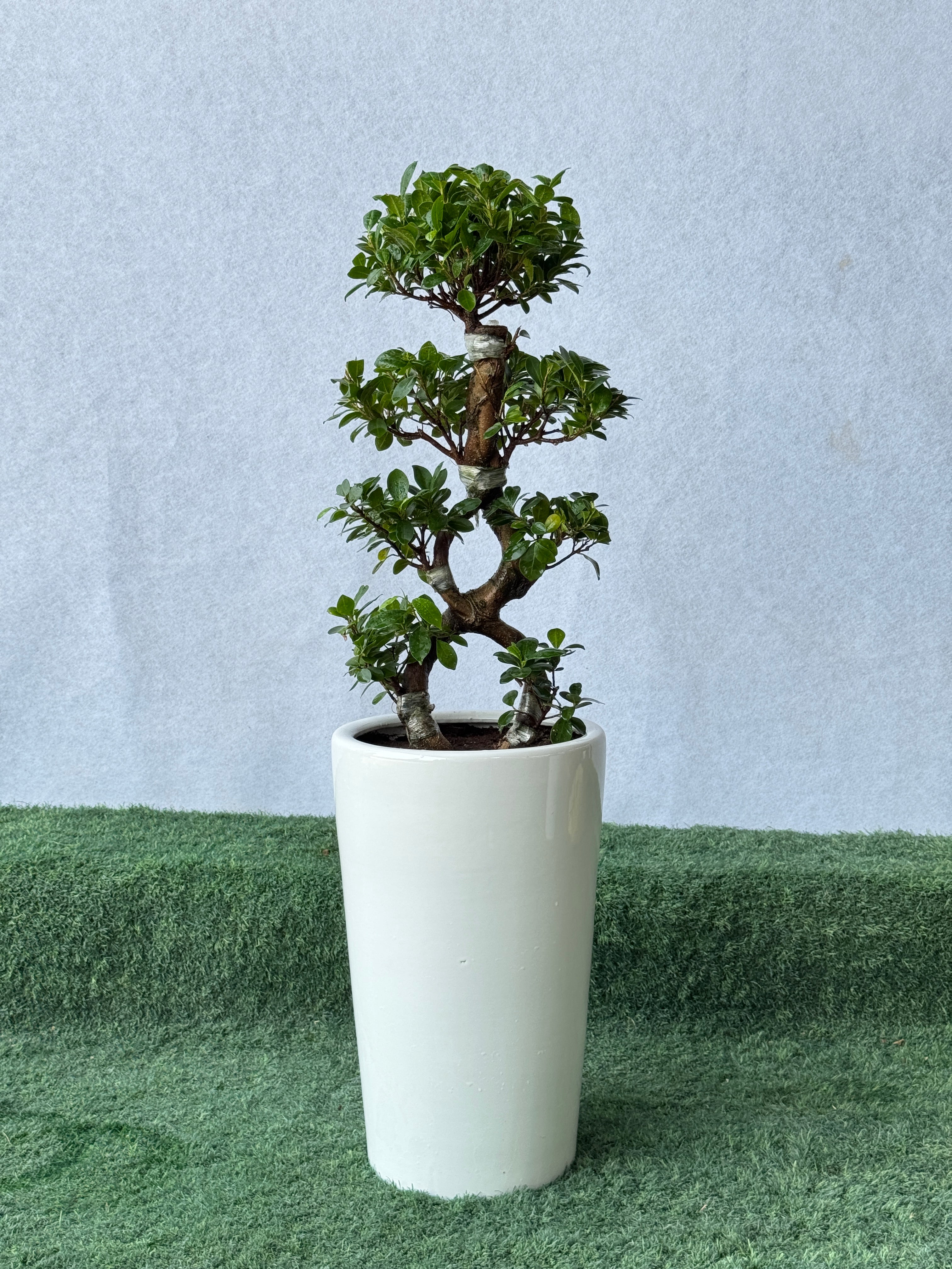 8 Shape Bonsai