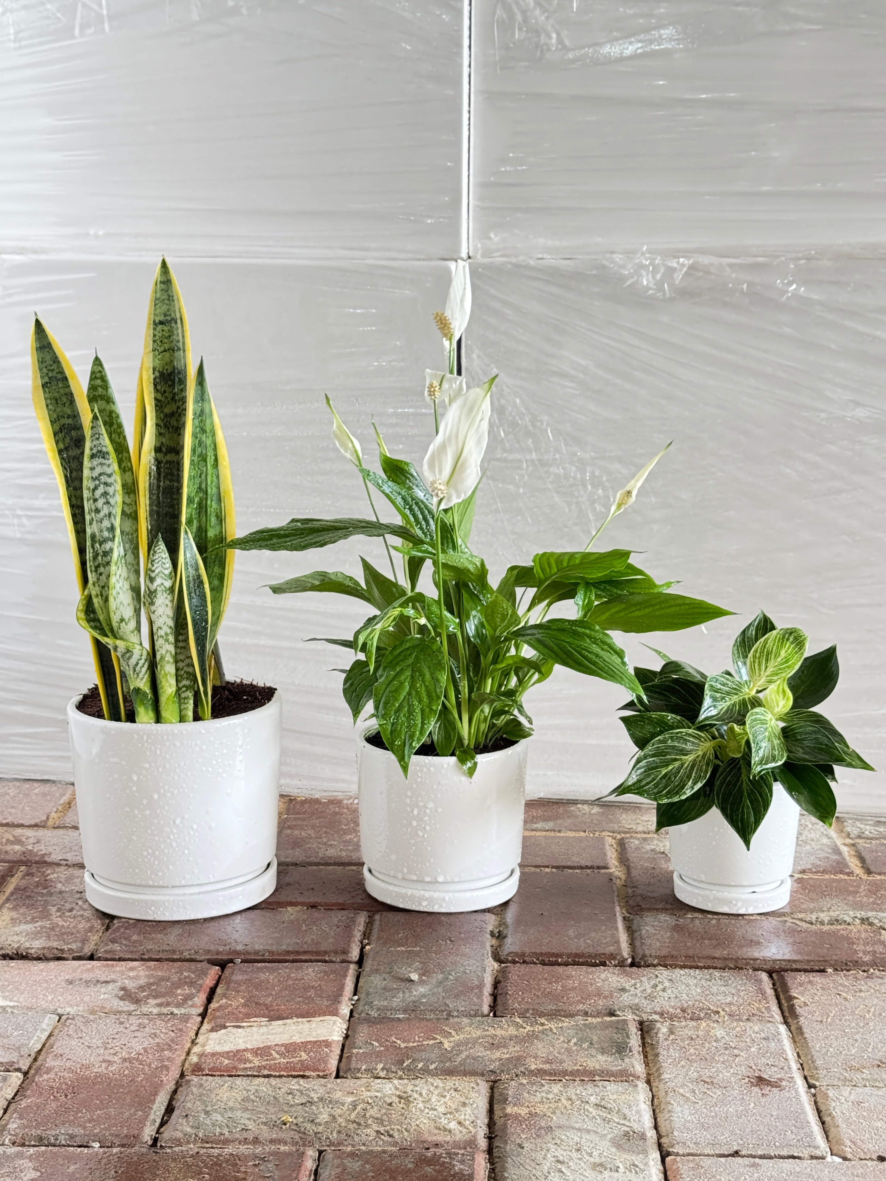 Air Purifying Bundle - White Pots