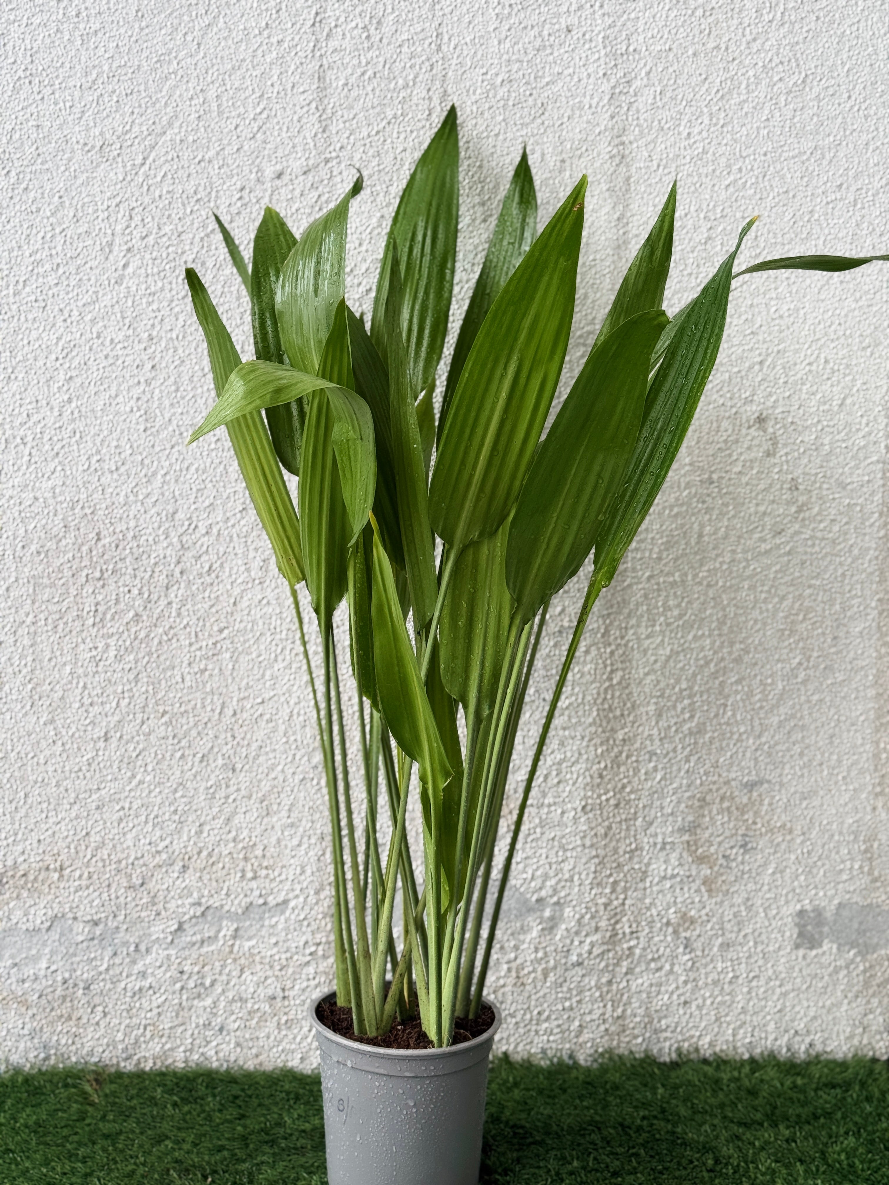 Aspiradas Plant – Elegant, Easy-Care Indoor Greenery | Mughel Gardens Dubai
