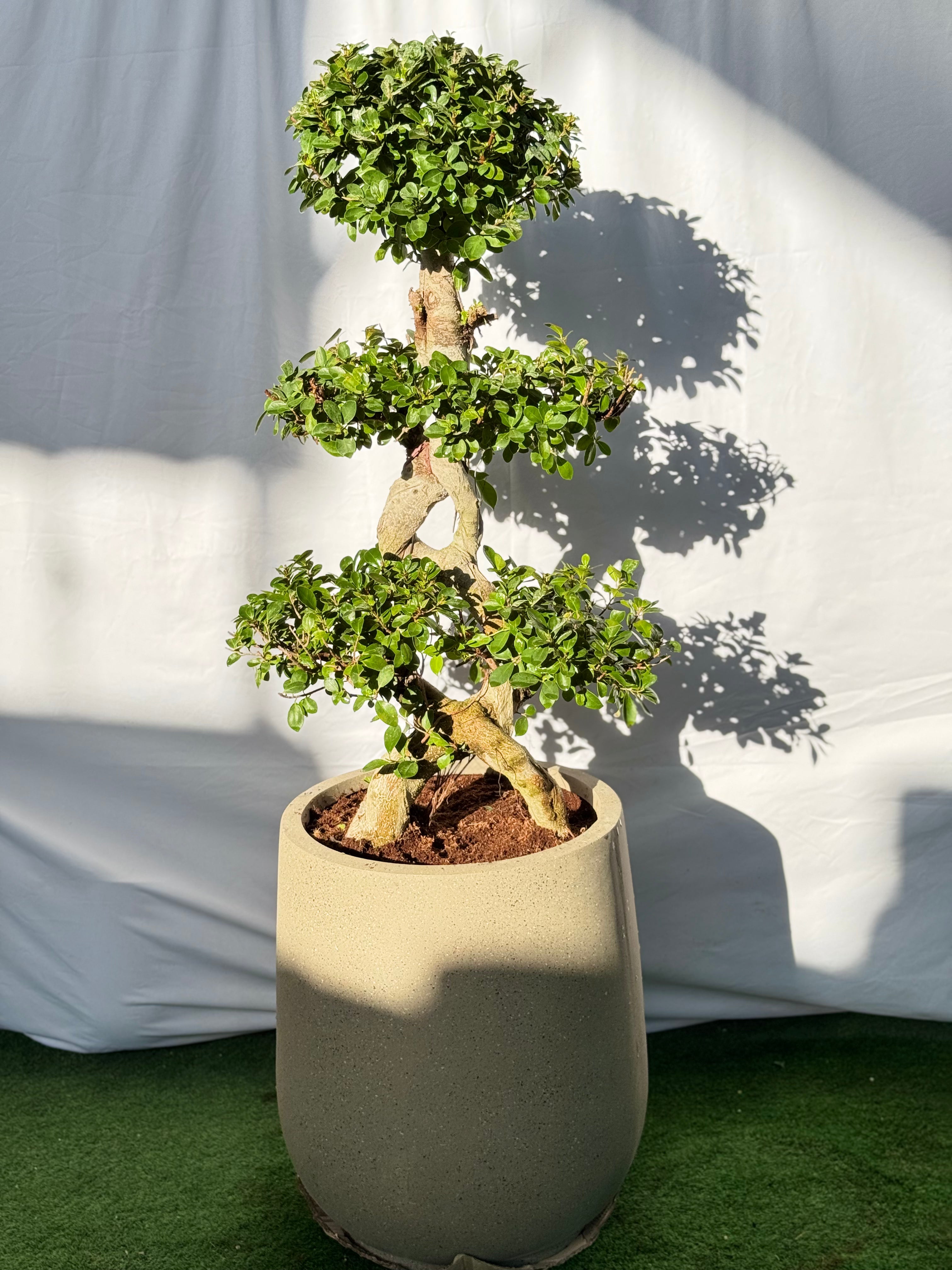 8 Shape Bonsai-Beige Pot