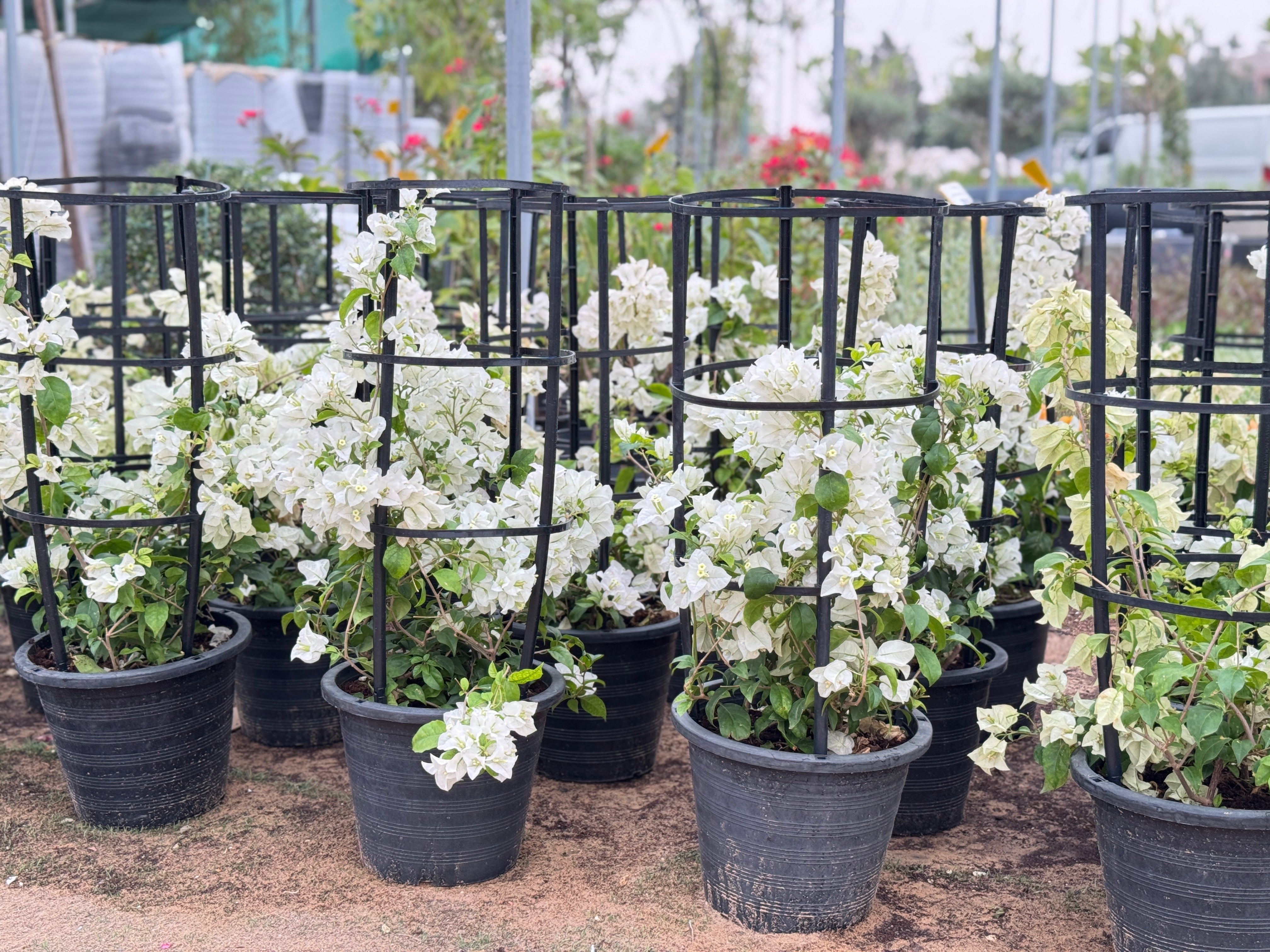 Bougainvillea-Creeper