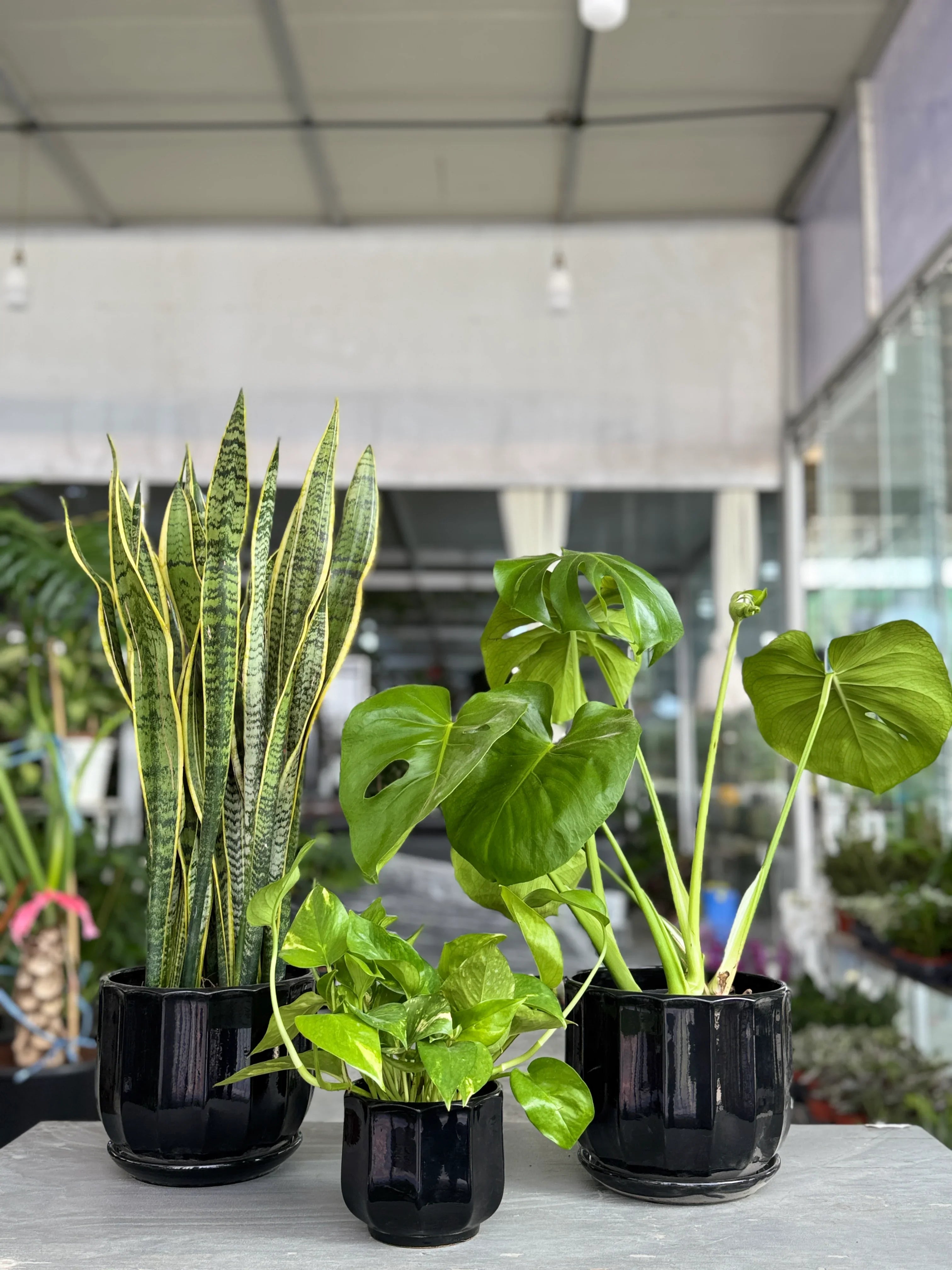 Indoor Plant Bundle – Snake Plant, Monstera & Pothos | Air-Purifying & Low-Maintenance