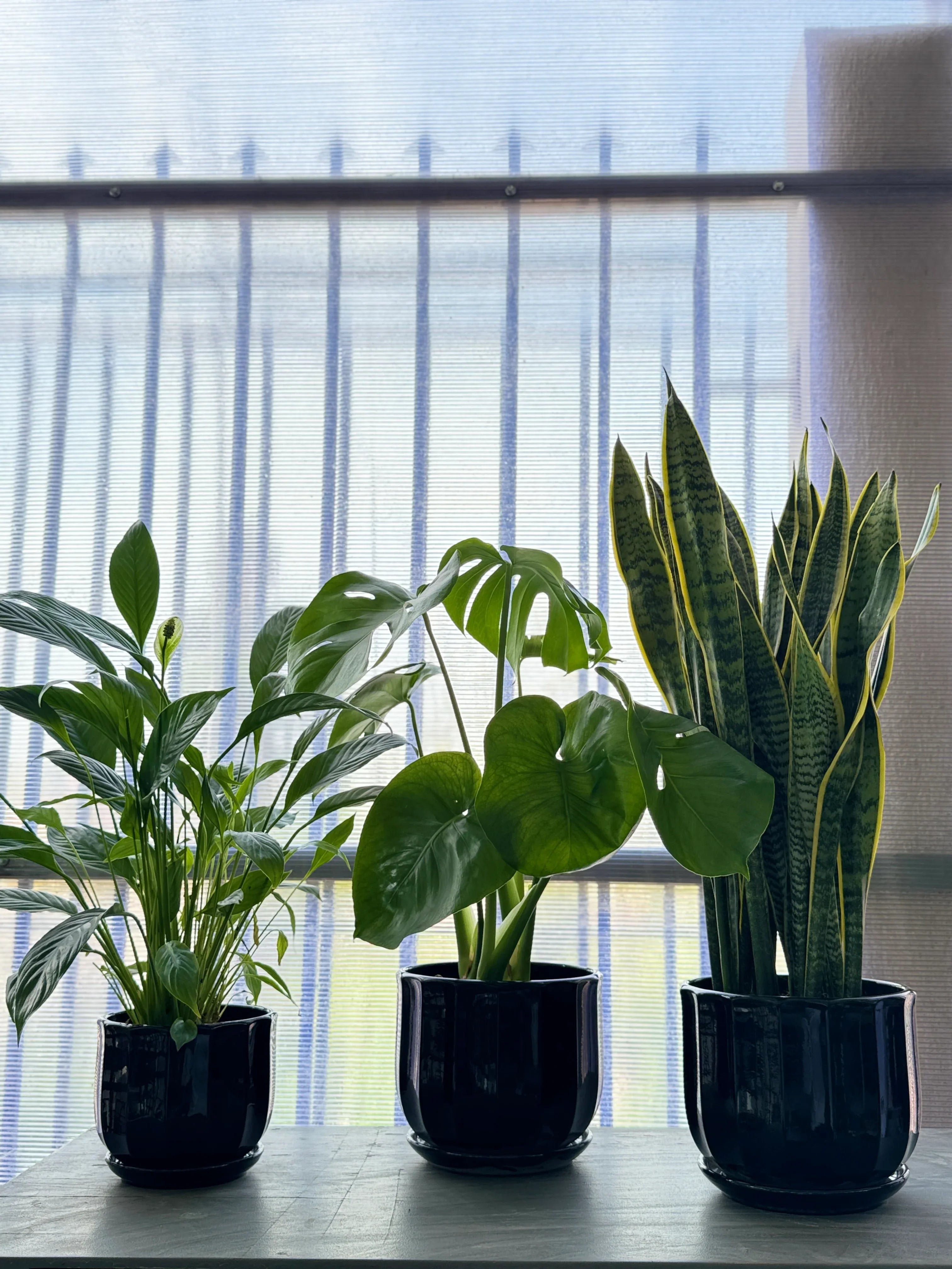 Snake Plant, Peace Lily & Monstera – Easy-Care Air-Purifying Bundle