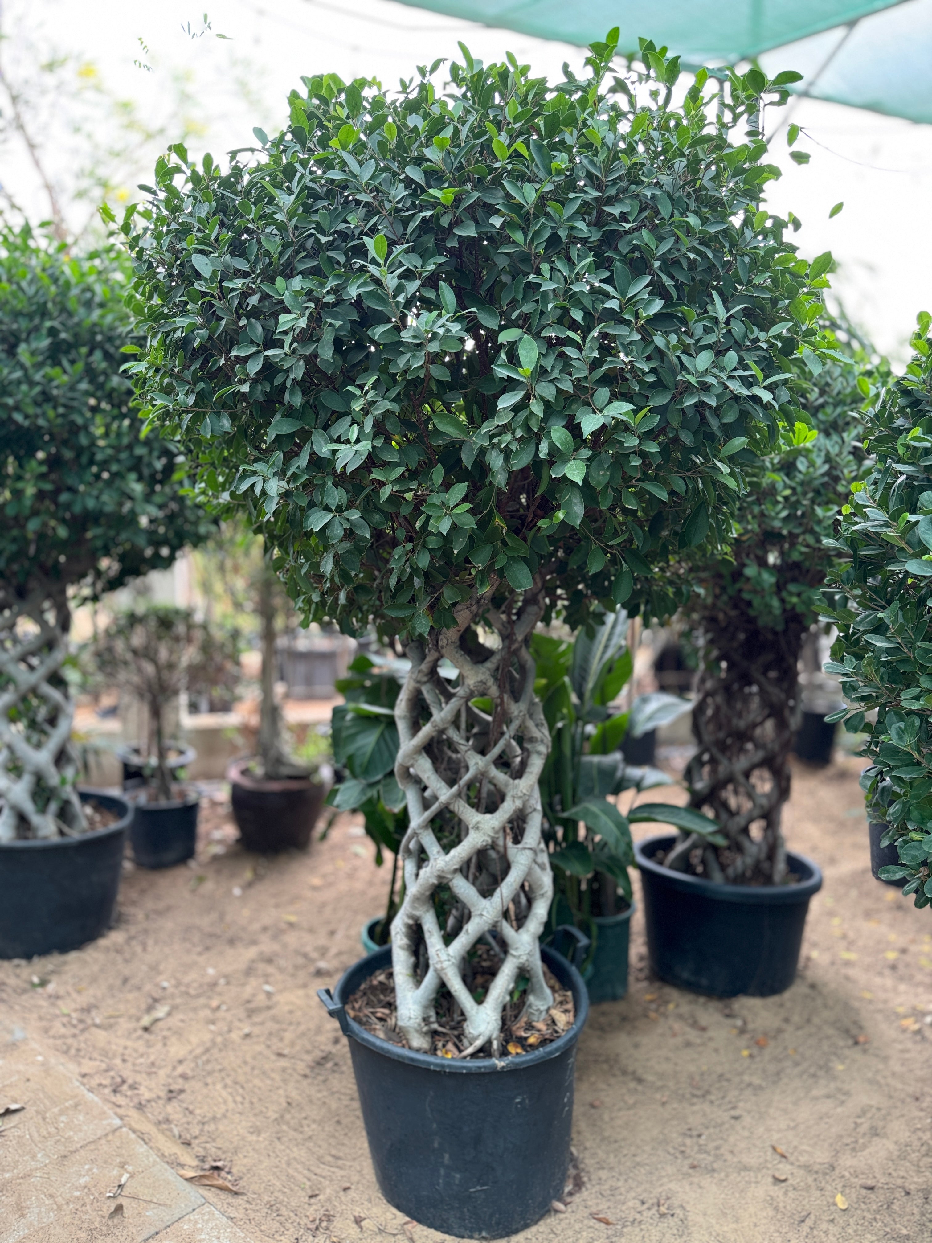 Cage Ficus (1.5-1.8M) – Elegant Outdoor & Indoor Greenery