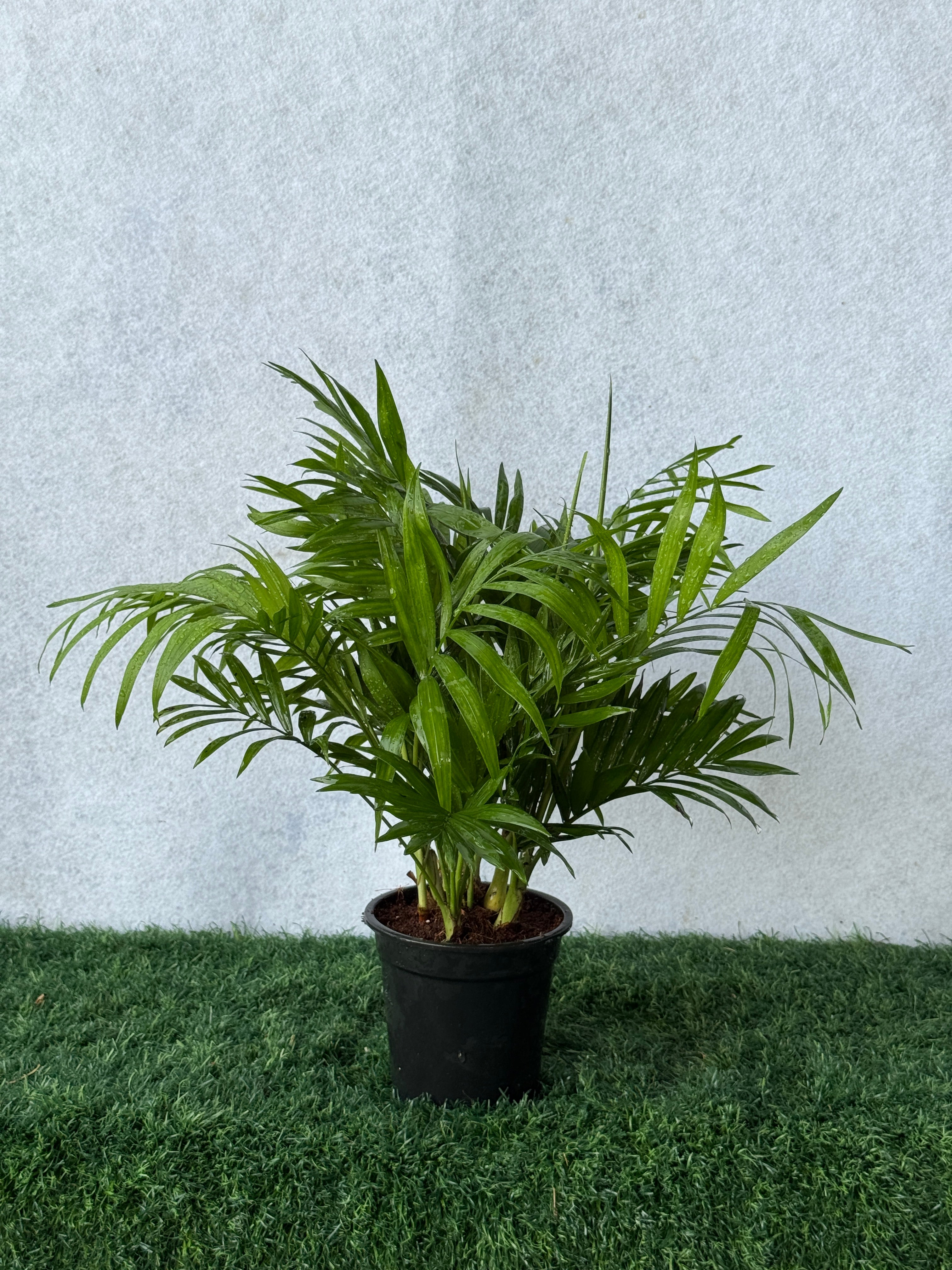 Parlor Palm