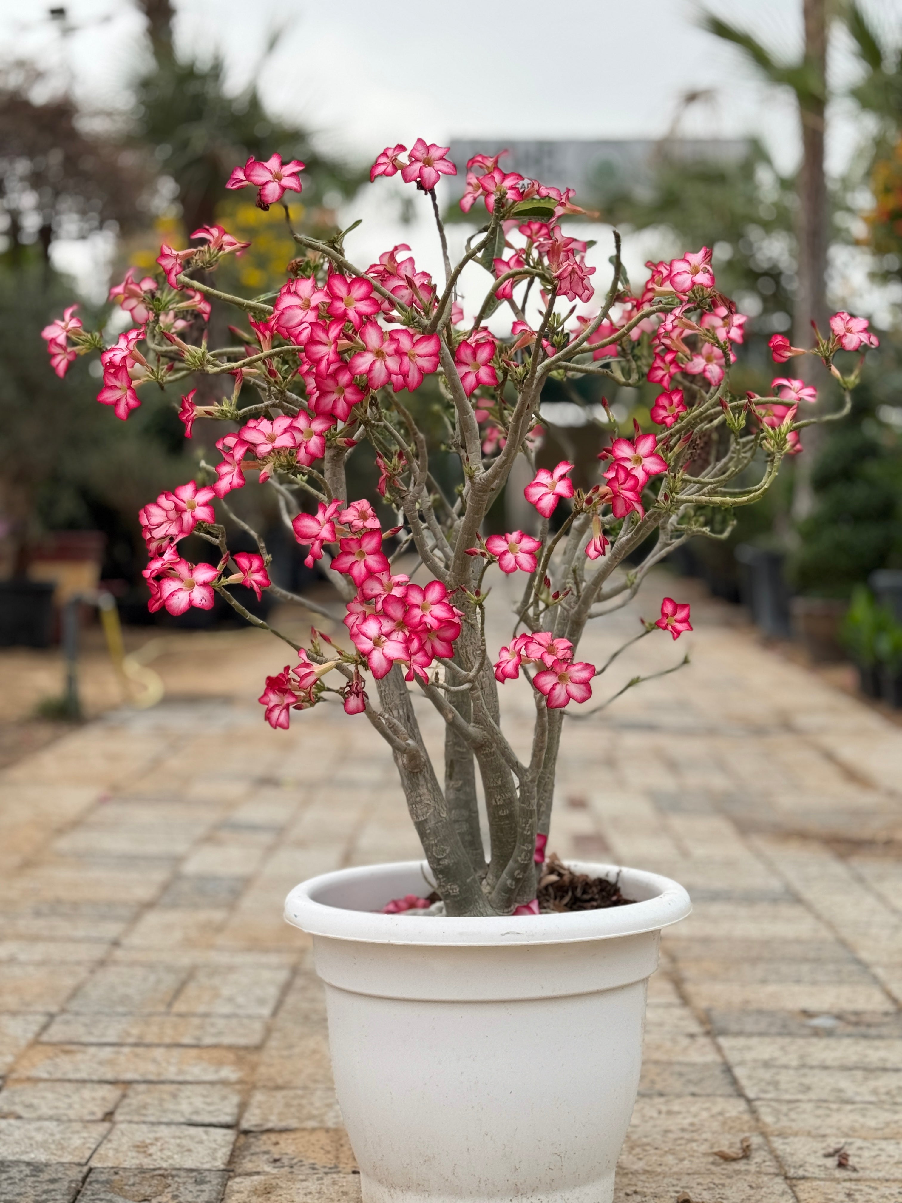Desert Rose-Nursery Pot