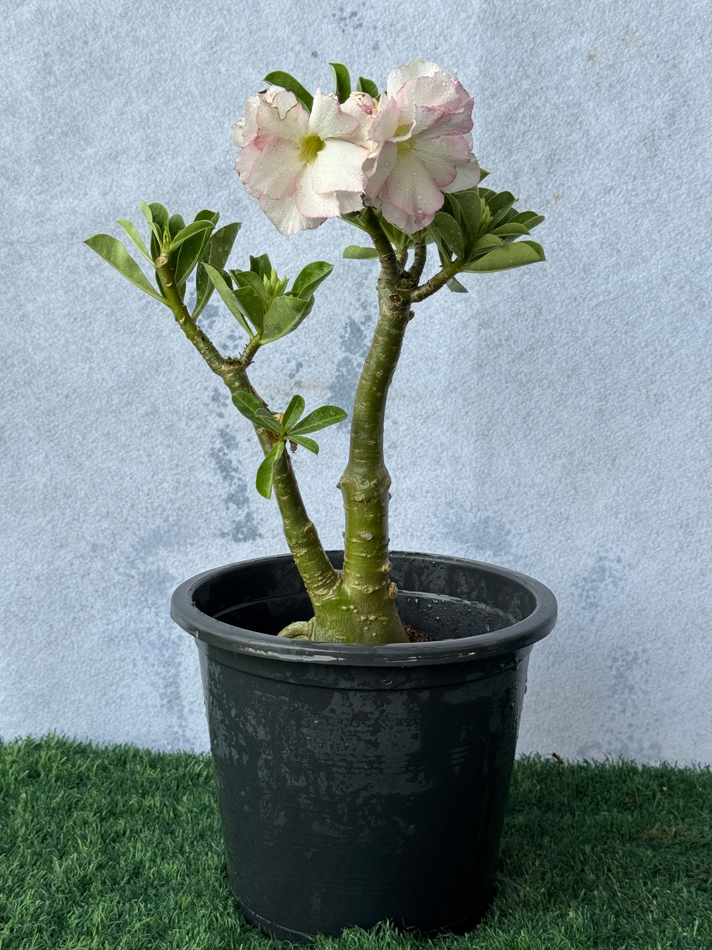 Desert Rose Small