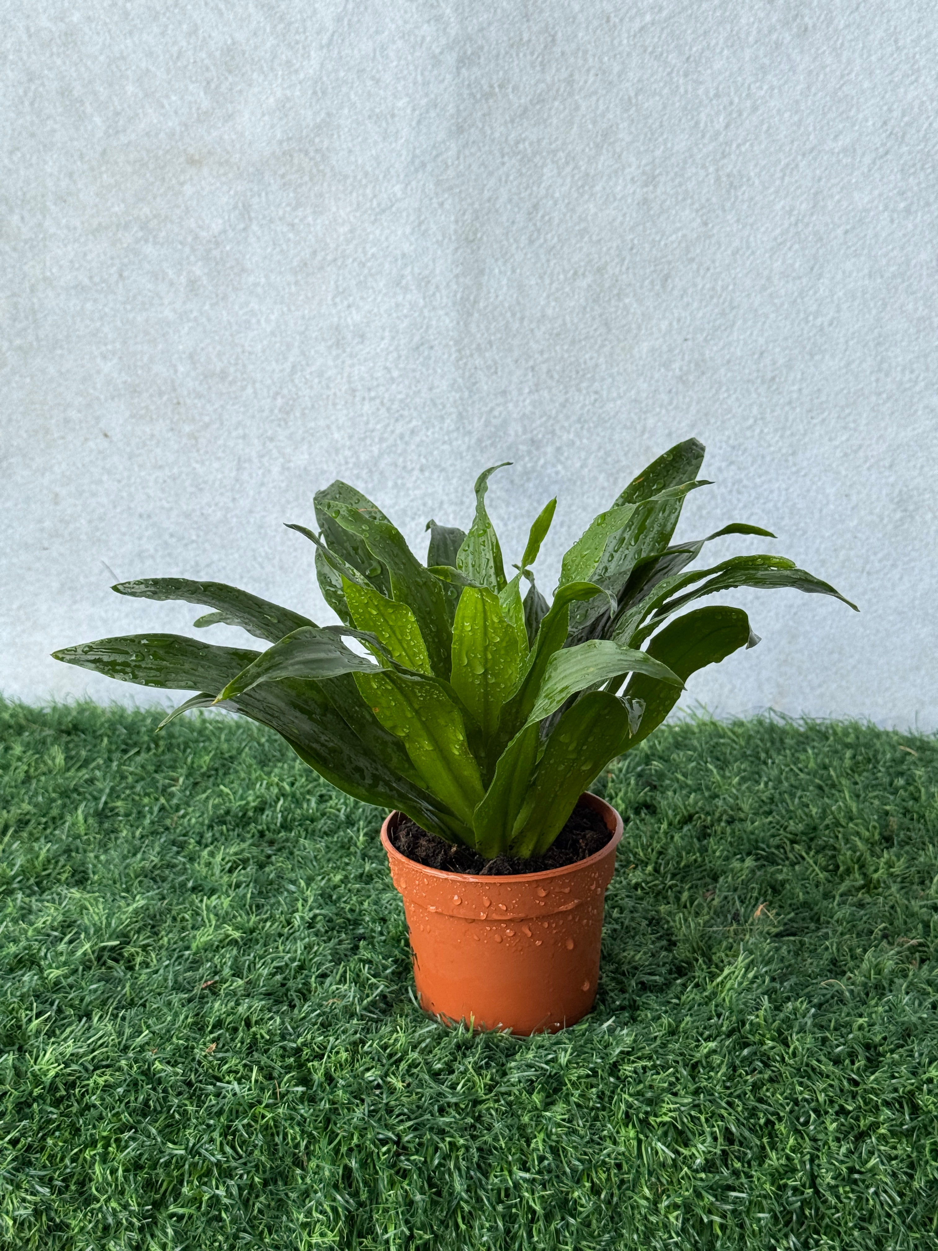 Dracaena Compact Head