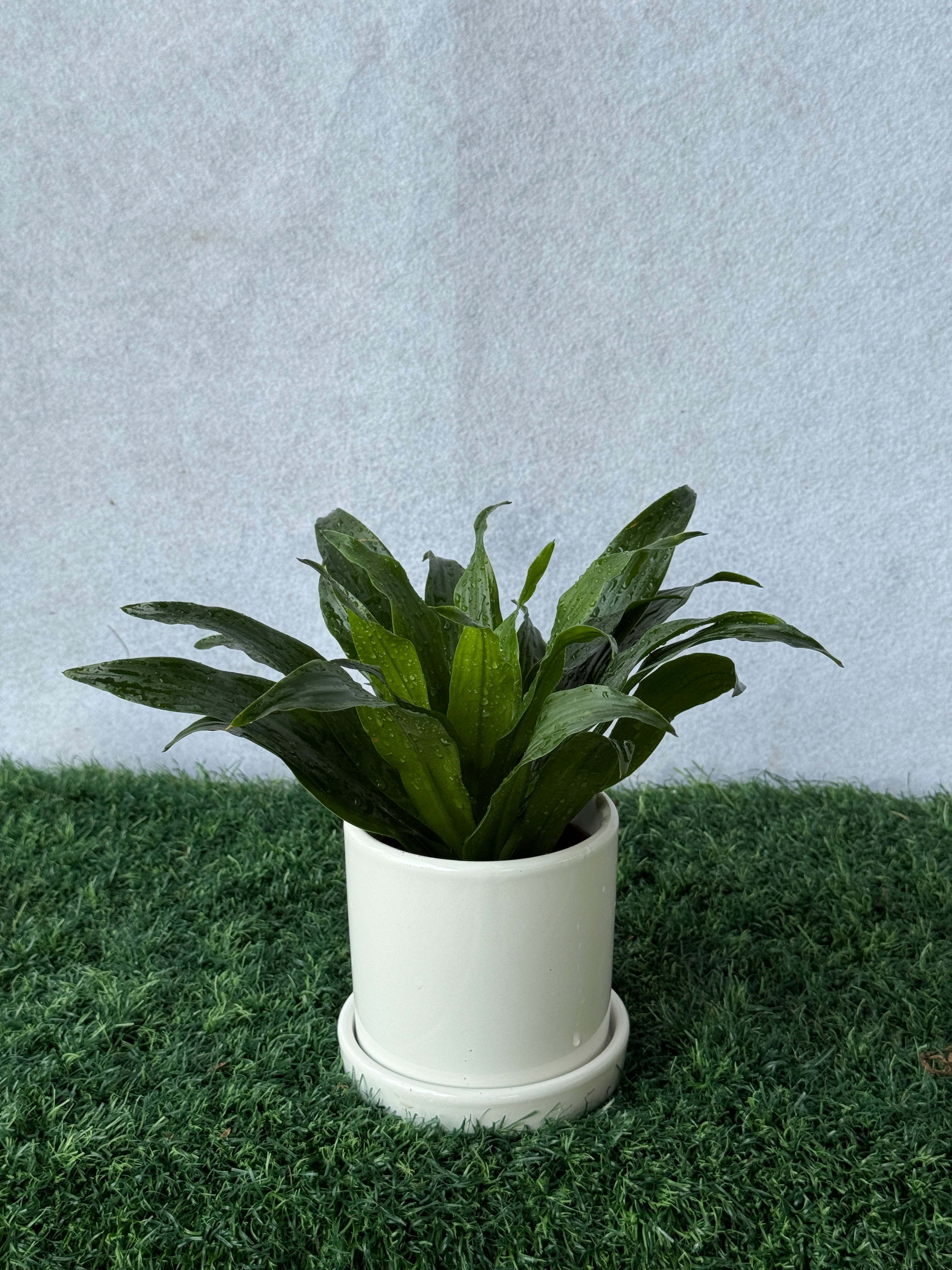 Dracaena Compact Head