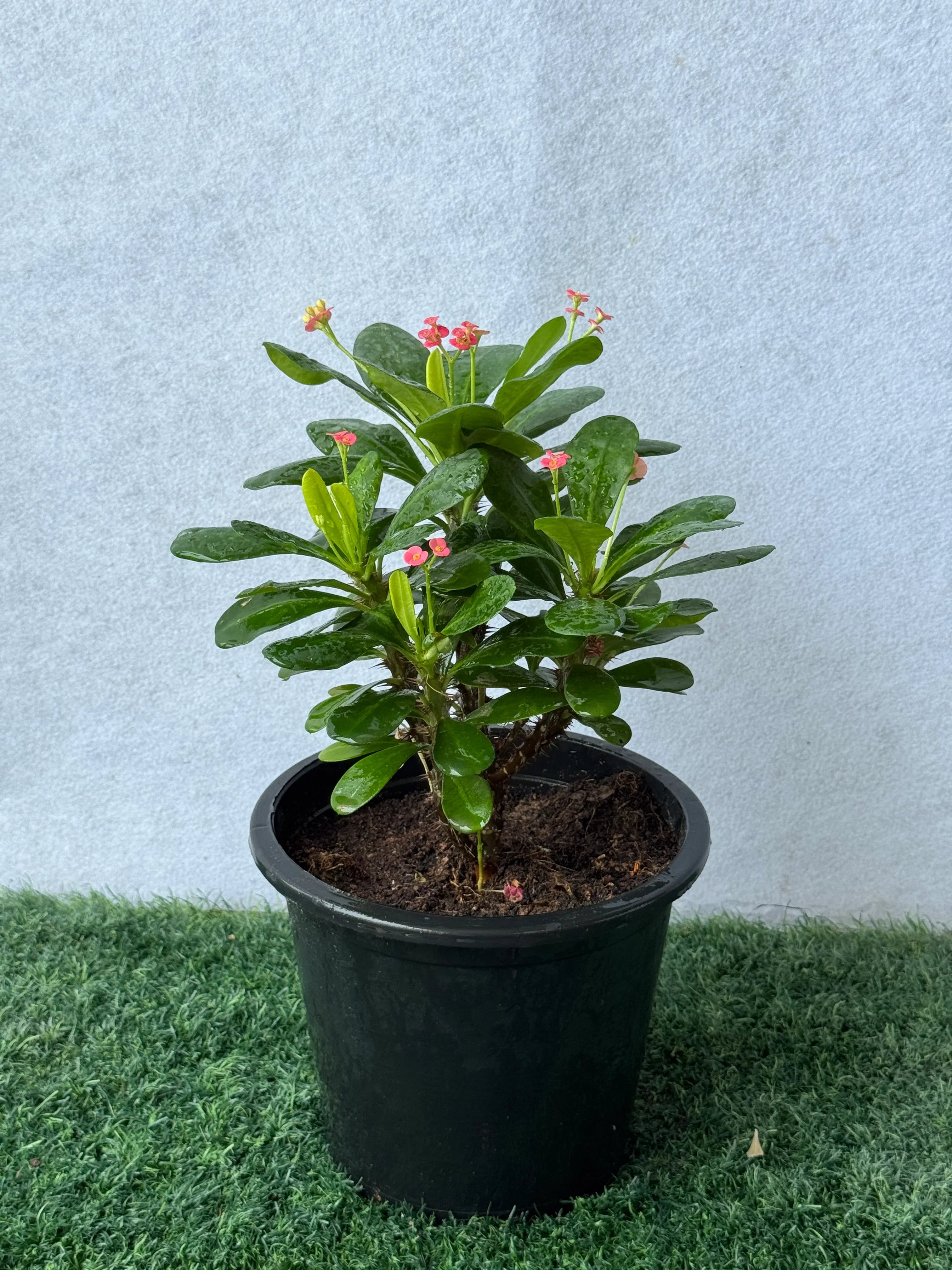 Euphorbia
