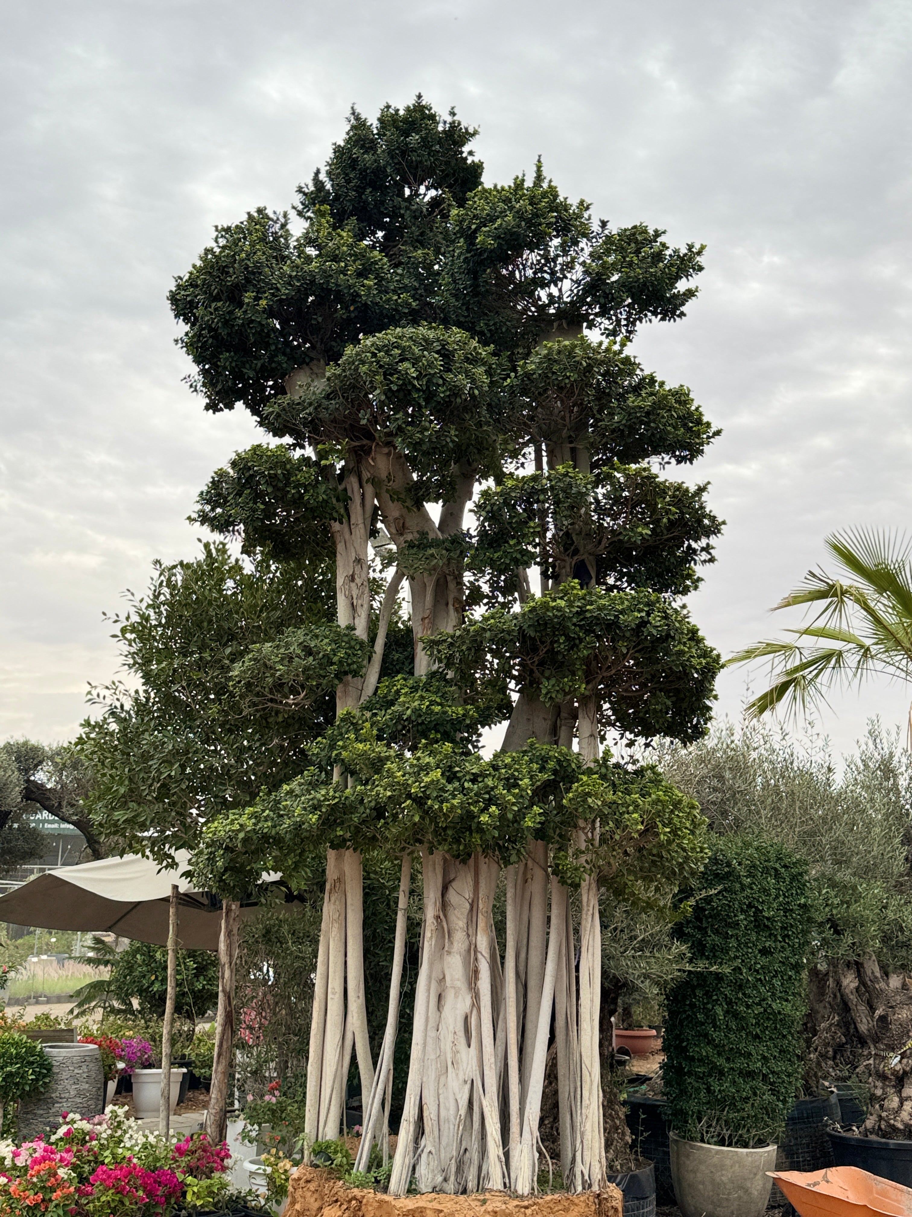 Ficus Bonsai Giant 4.8M