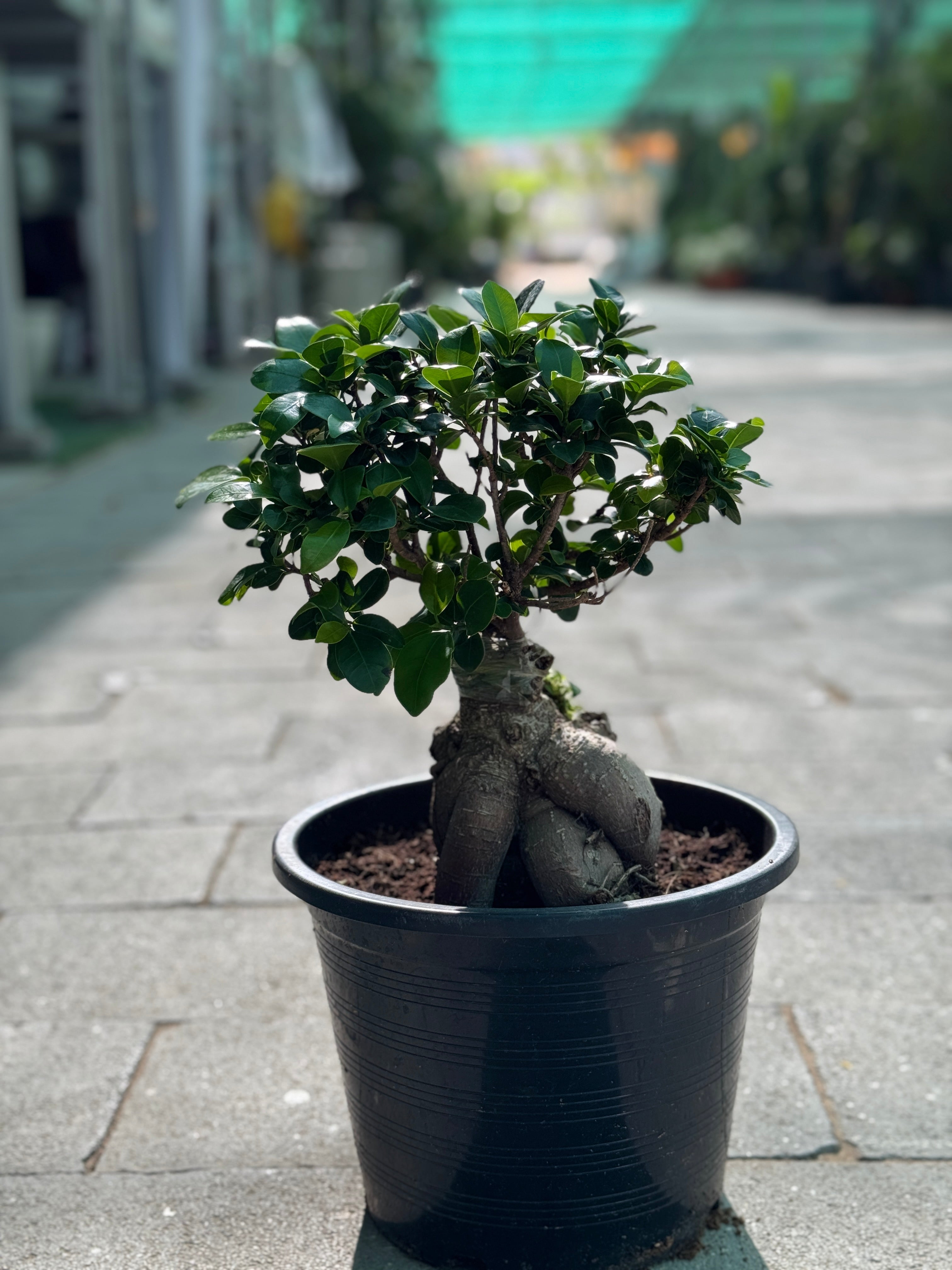 Ficus Bonsai-Small