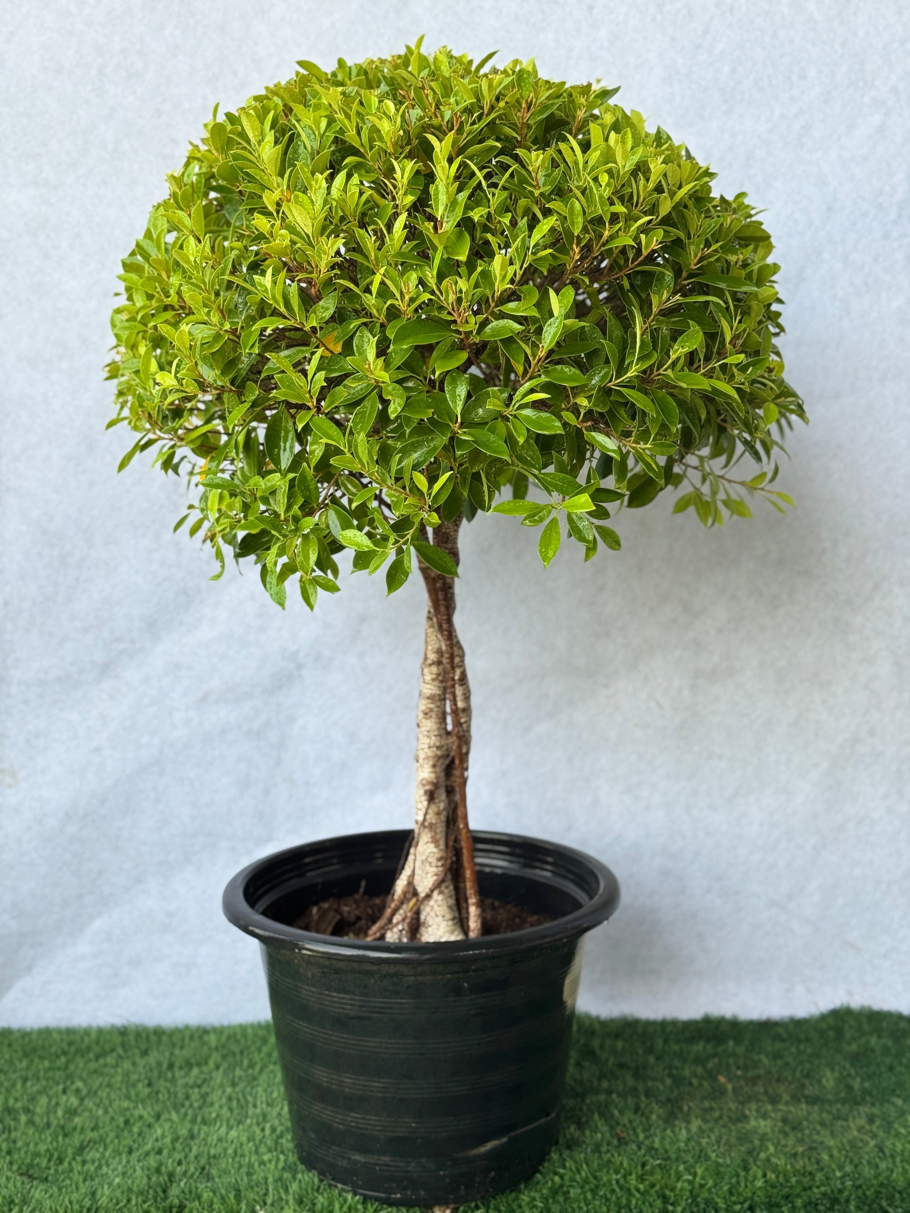 Ficus Nitida Twisted