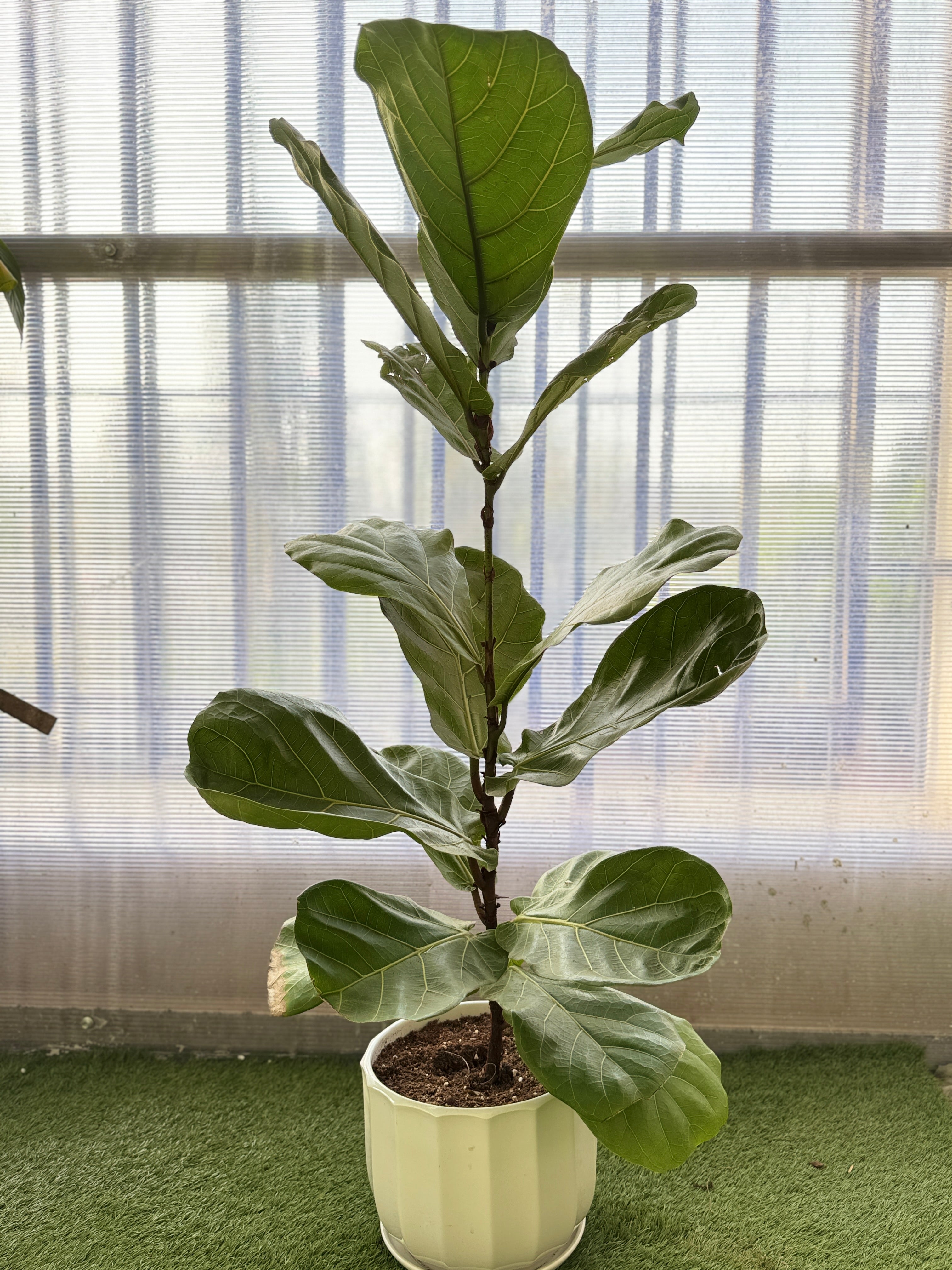 Fiddle Leaf In A Ceramic Pot 80-100CM