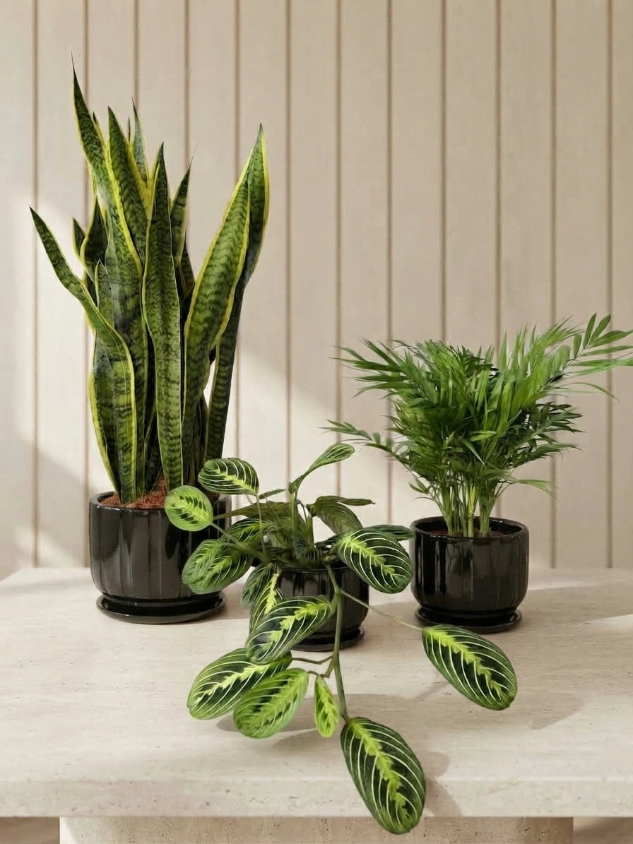Snake Plant, Prayer Plant & Parlor Palm Bundle in Ceramic Pots