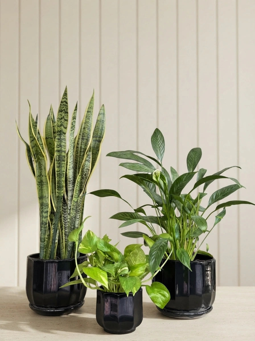 Snake Plant, Money Plant & Peace Lily Bundle in Ceramic Pots