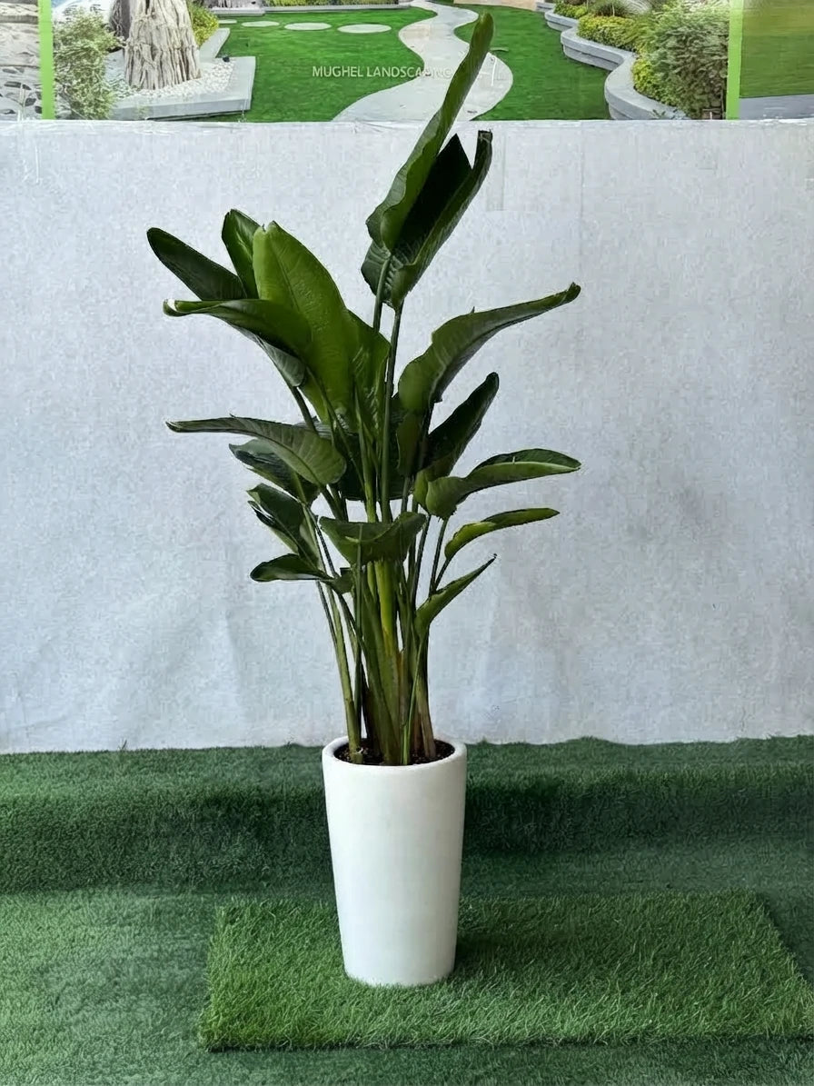 Bird of Paradise Plant (Strelitzia Nicolai) in White Ceramic Pot