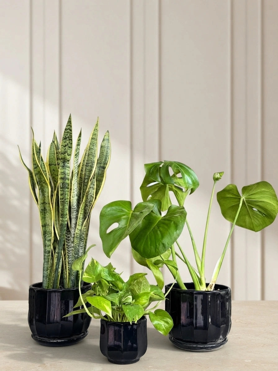 Snake Plant, Money Plant & Monstera Plant Bundle In Ceramic Pots