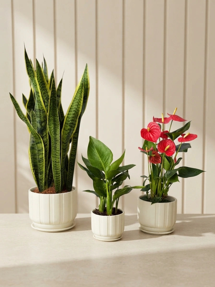 Snake Plant, Bird of Paradise & Anthurium Bundle in Ceramic Pots