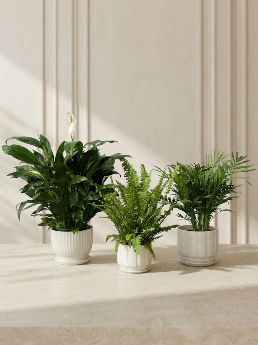 Peace Lily, Boston Fern & Parlor Palm Bundle in Ceramic Pots