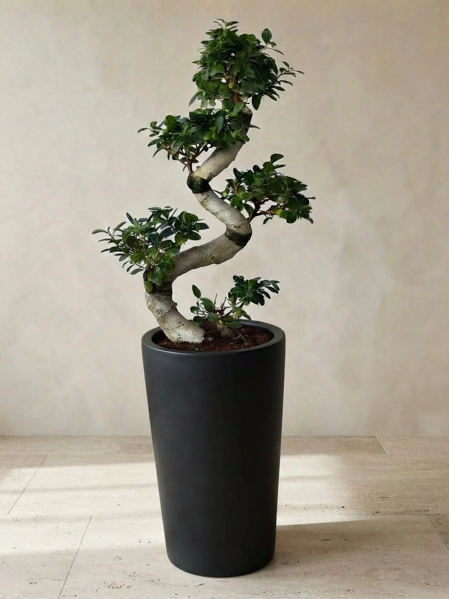 S-Shape Bonsai in Tall Ceramic Pot