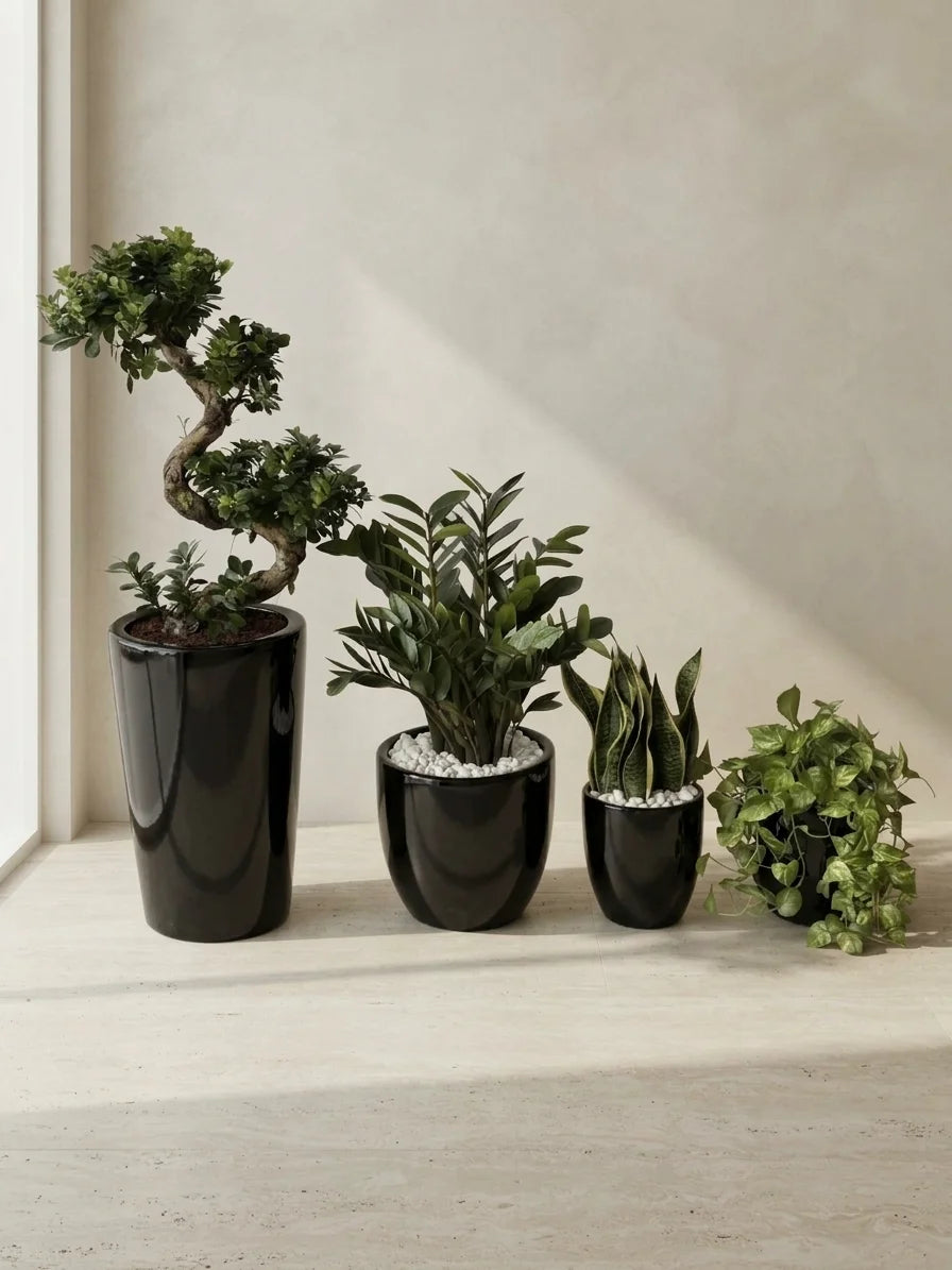 Premium Indoor Plant Bundle of 4 – S Shape Bonsai, ZZ Plant, Snake Plant & Money Plant
