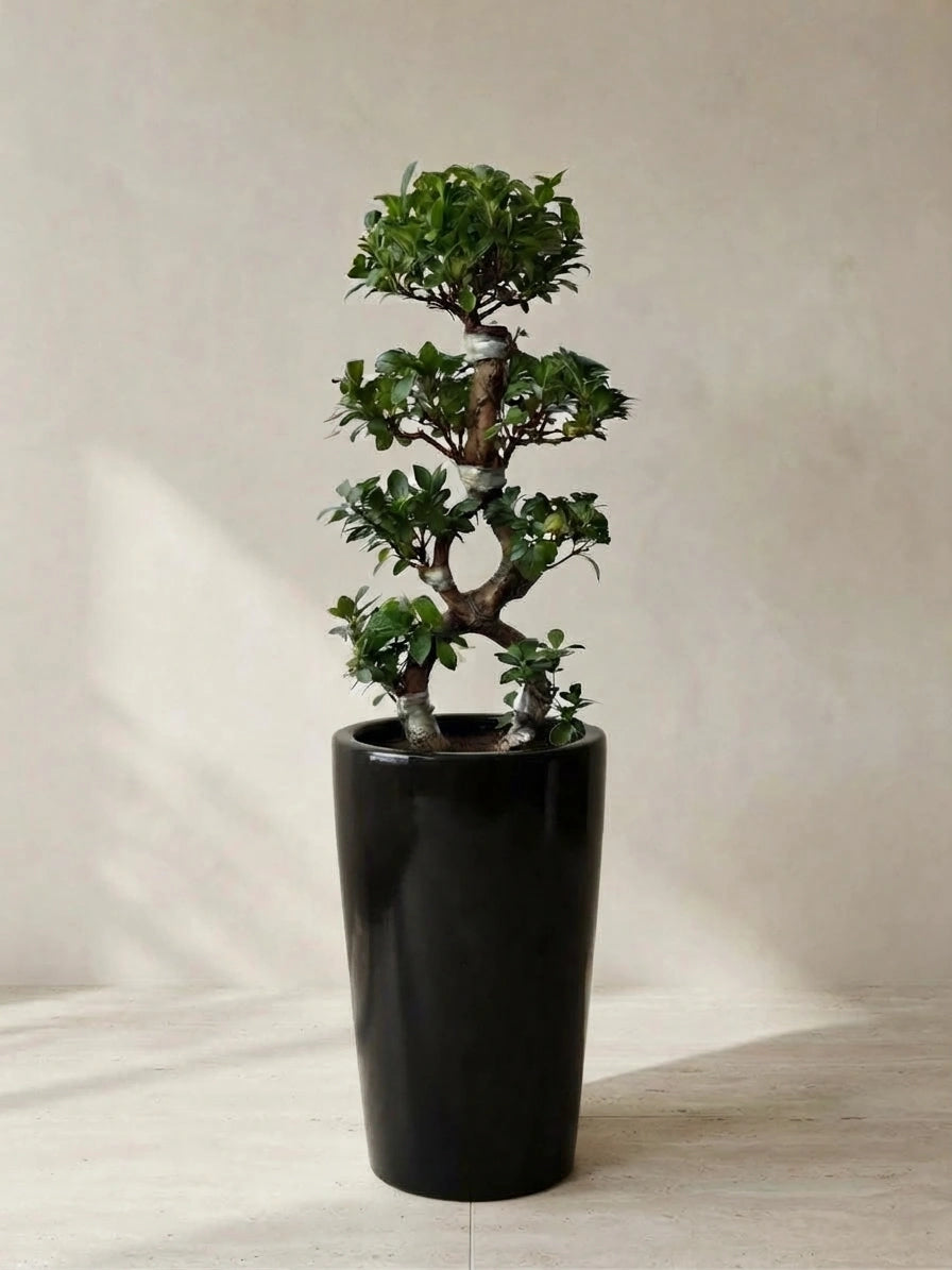 8-Shape Ficus Bonsai Tree in Ceramic Pot
