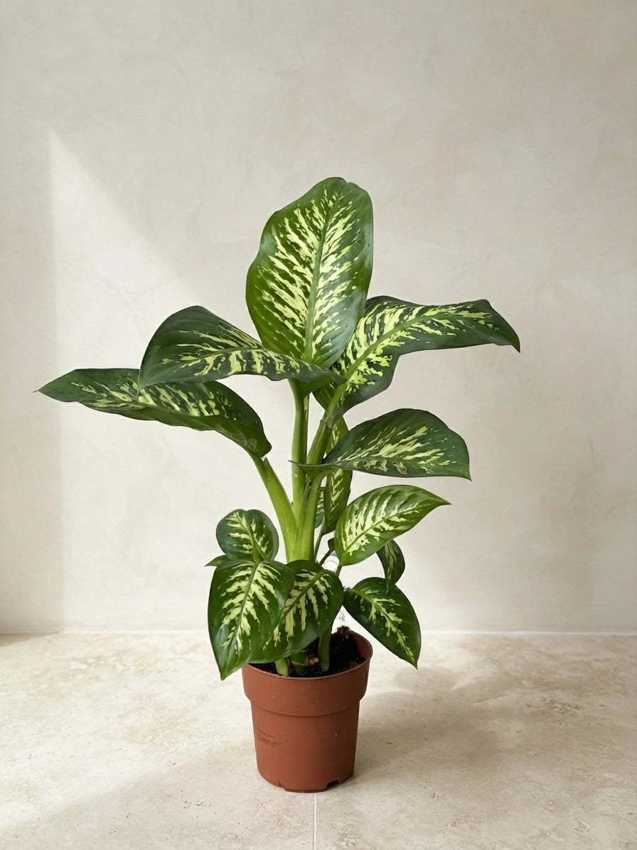 Dieffenbachia Holland - Variegated