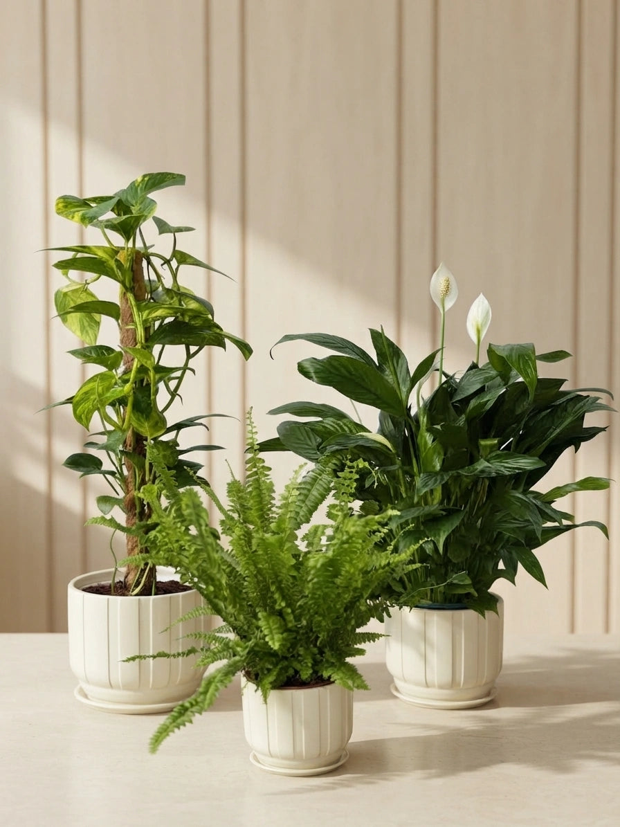 Air Purifying Bundle - Money Plant, Boston Fern & Peace Lily in Ceramic Pots