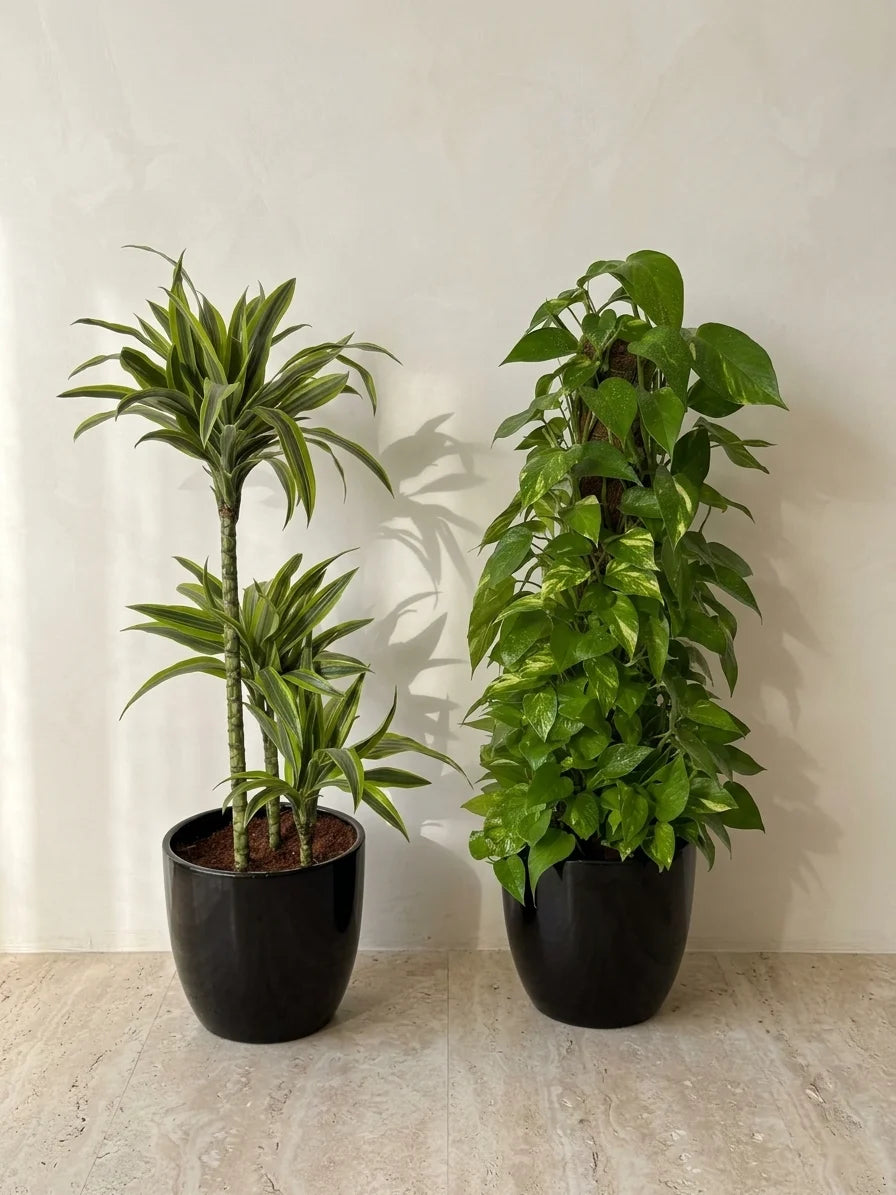 Dracaena Lemon Lime & Money Plant Bundle - Ceramic Pots