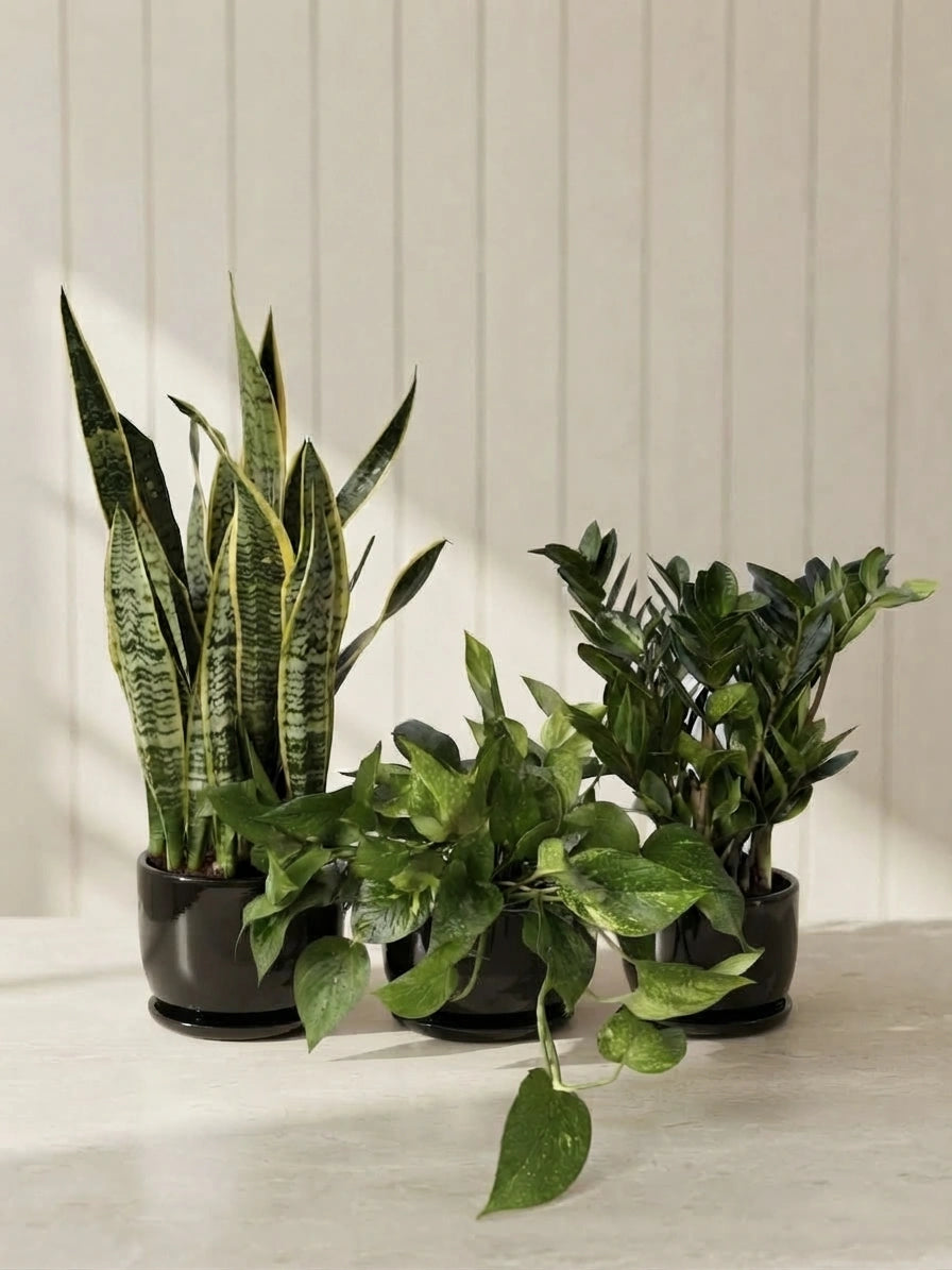 Air Purifying Plant Bundle - Best Value