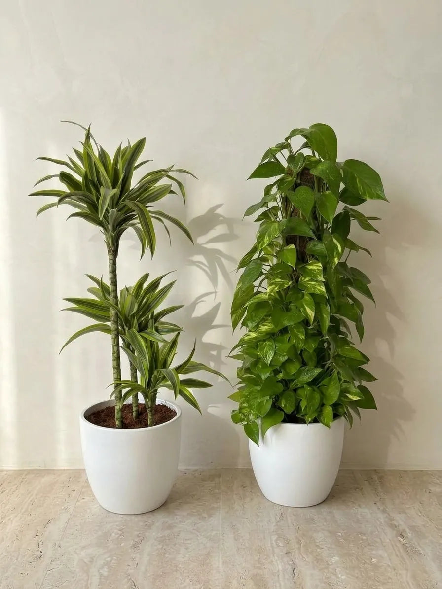 Dracaena Lemon Lime & Money Plant Bundle - Ceramic Pots