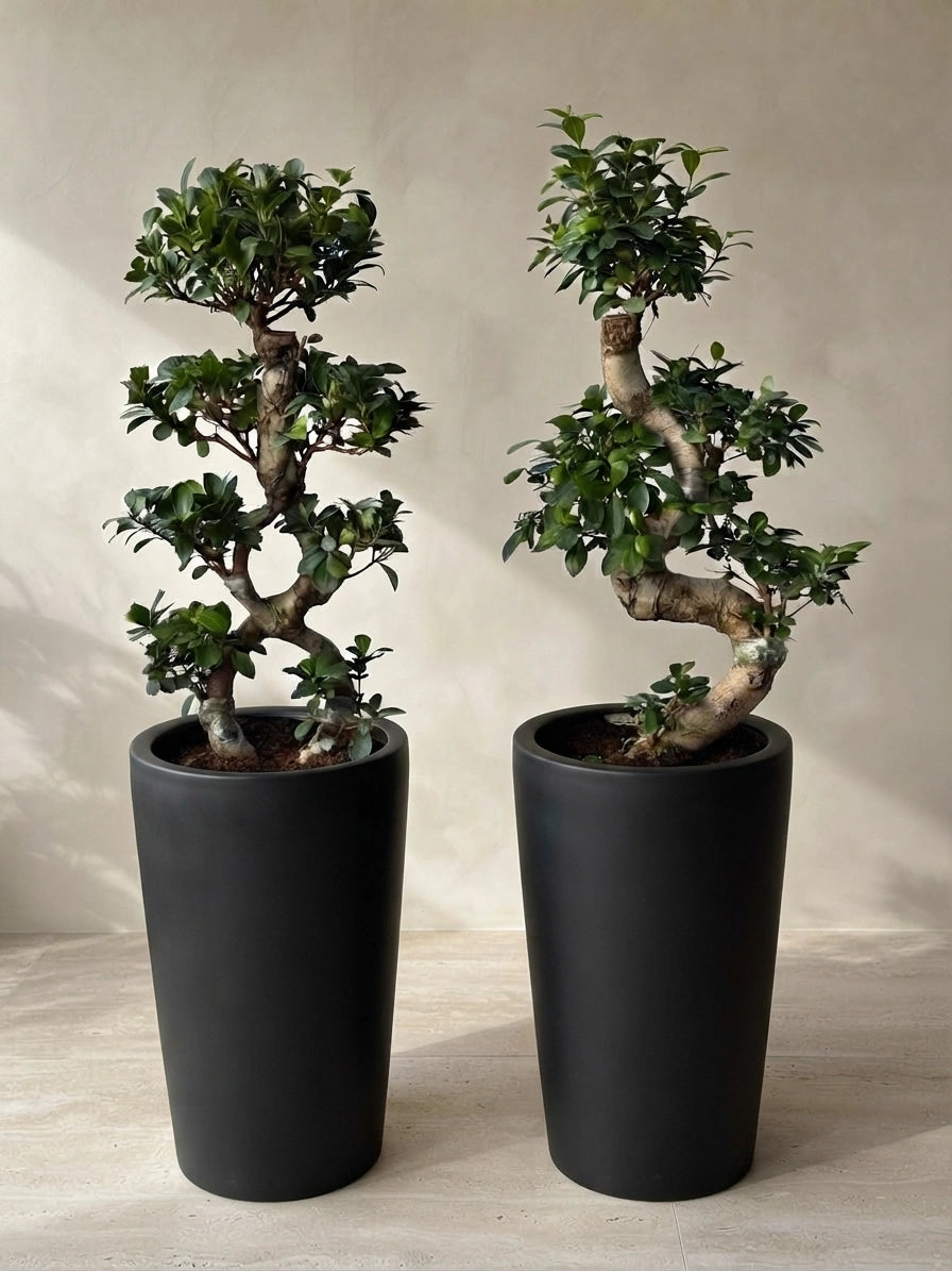 Luxury Bonsai Bundle in Tall White Pots - S shape & 8 shape bonsai