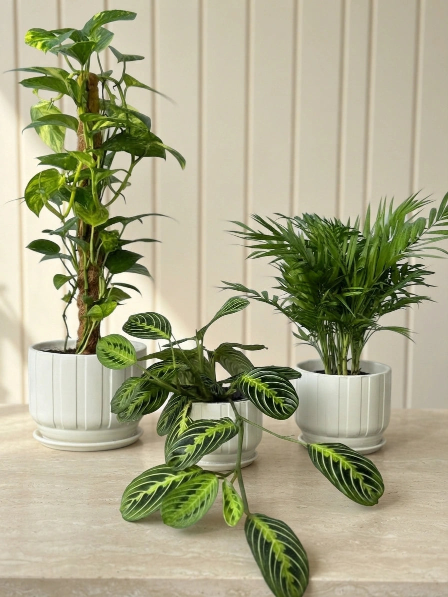 Indoor Plant Bundle - Money Plant, Prayer Plant & Parlor Palm Bundle in Ceramic Pots