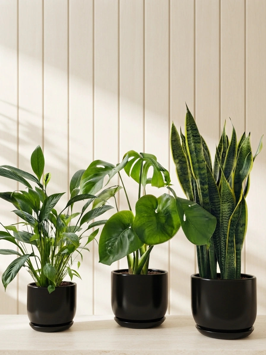 Snake Plant, Peace Lily & Monstera – Easy-Care Air-Purifying Bundle
