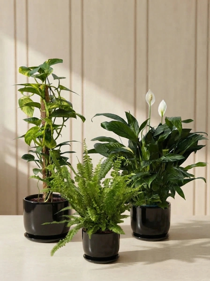 Air Purifying Bundle - Money Plant, Boston Fern & Peace Lily in Ceramic Pots