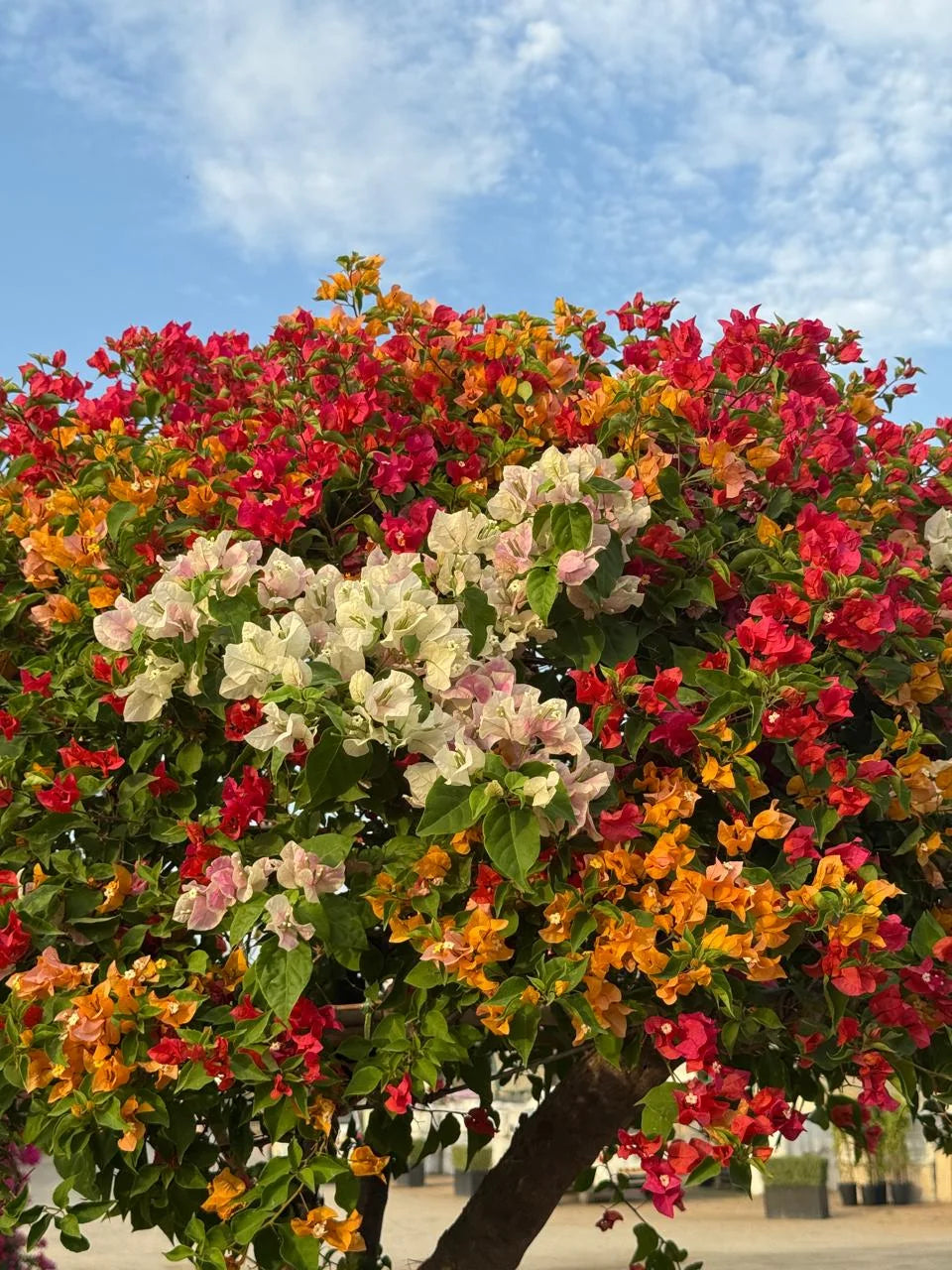 Giant Bougainvillea Head